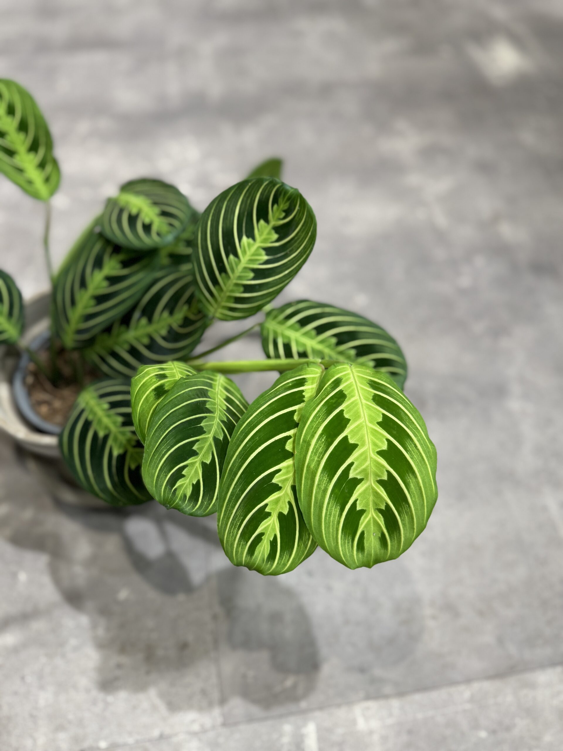 Calathea - Blad - Happyflower-dk