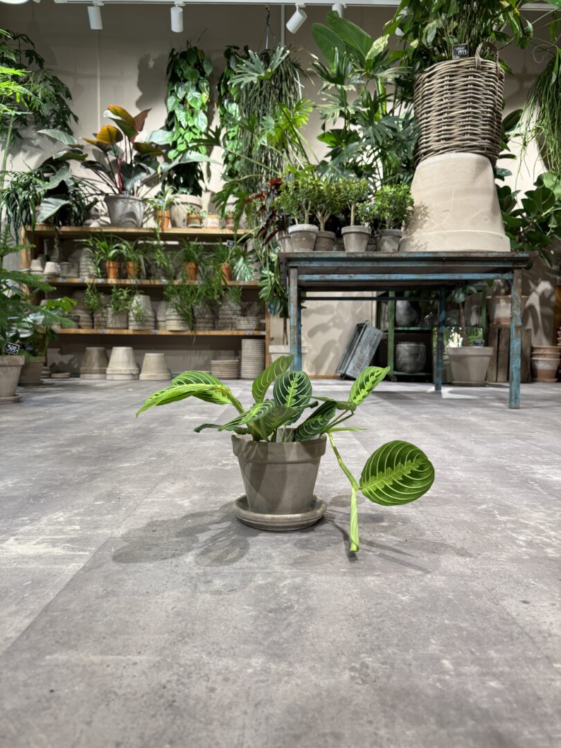 Calathea - Happyflower-dk