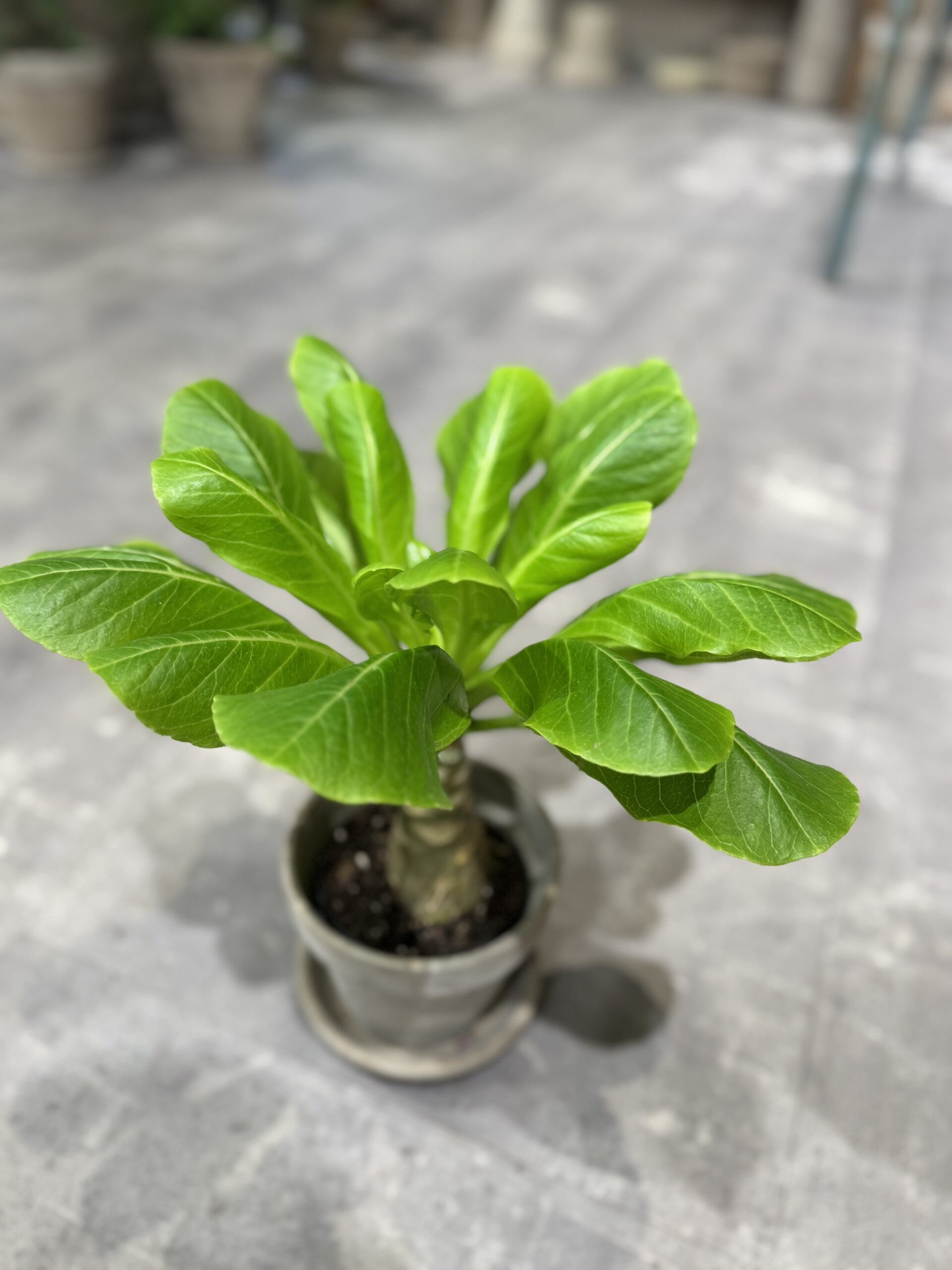 Hawaii Palme - Stueplanter billigt - Happyflower-dk