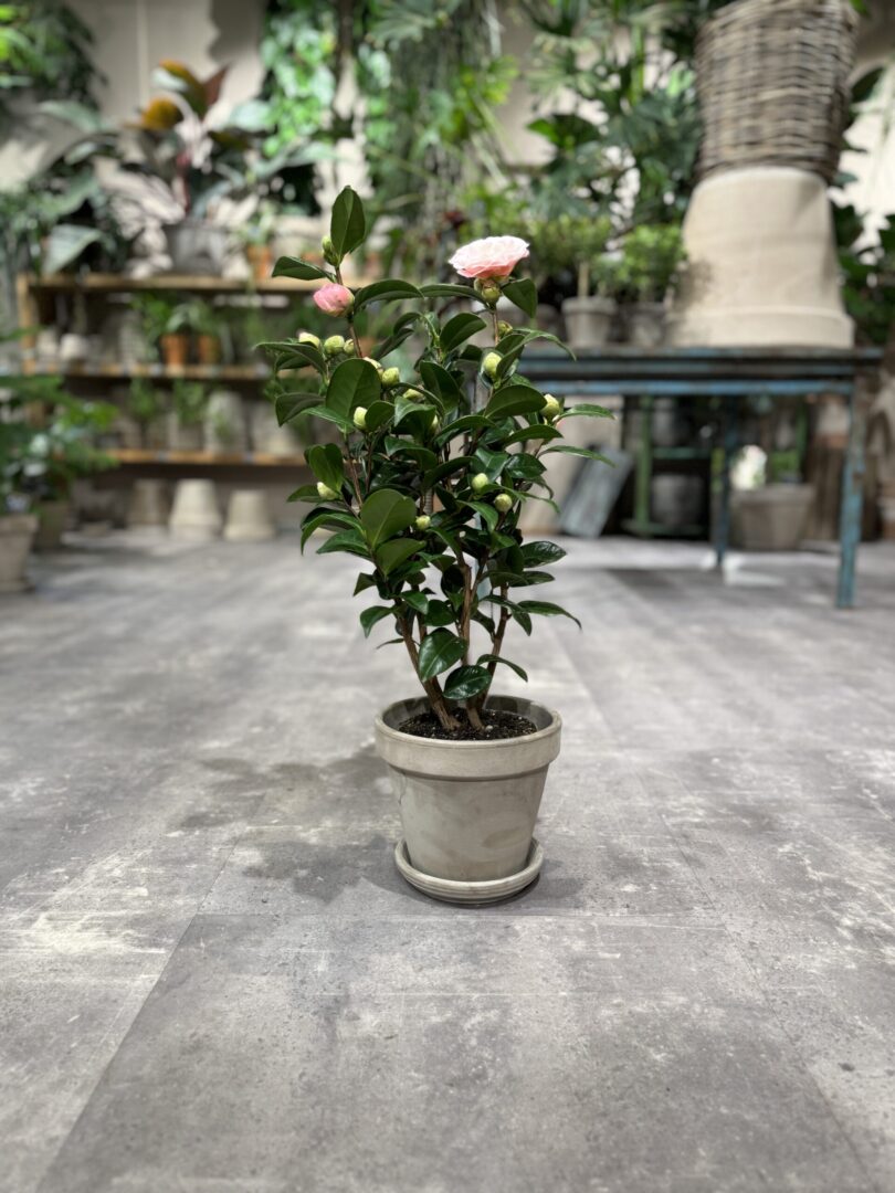 Kamelia-Happyflower.dk_-scaled-810x1080