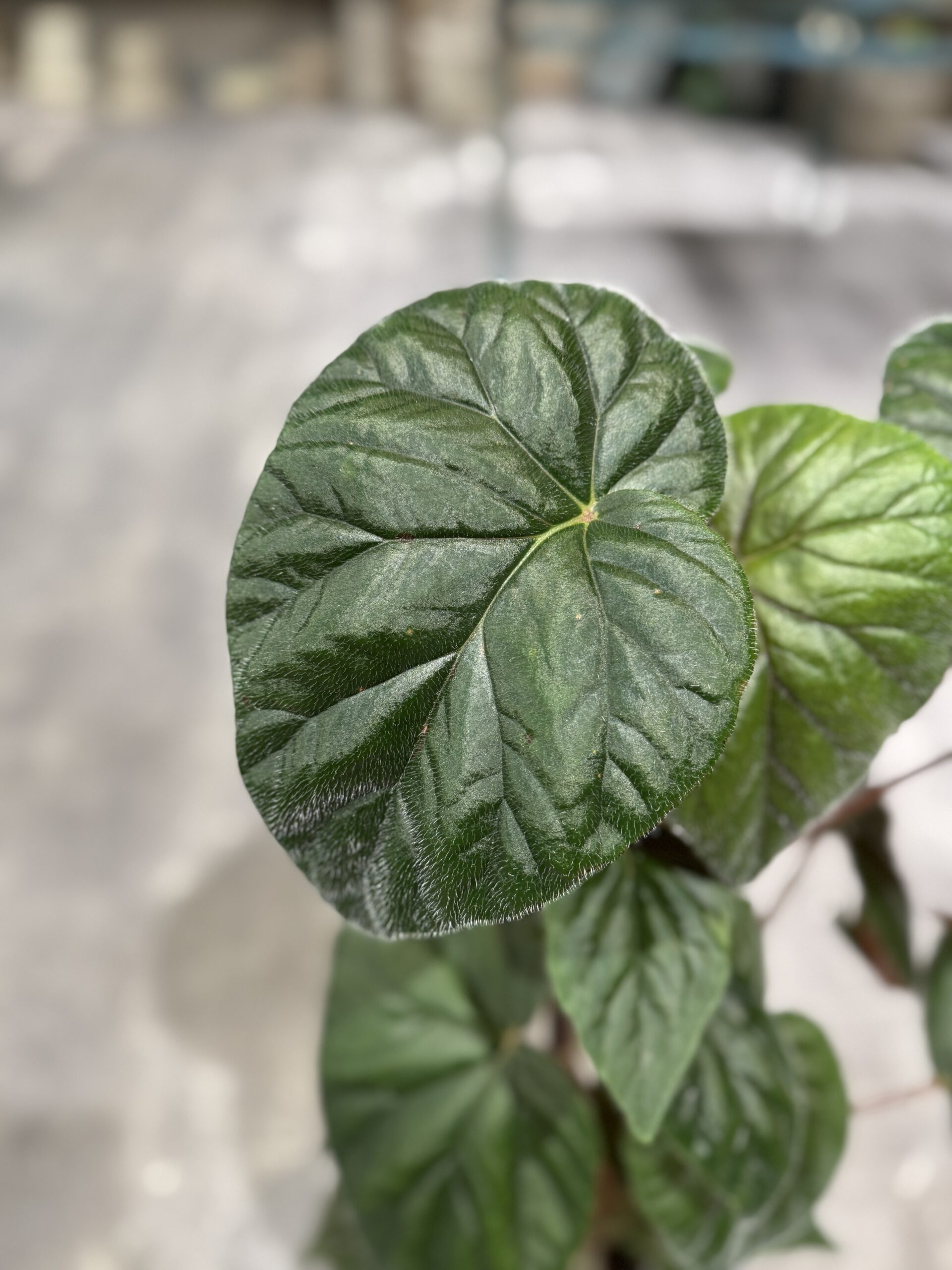 Oldemor Begonia - Blad - Happyflower.dk