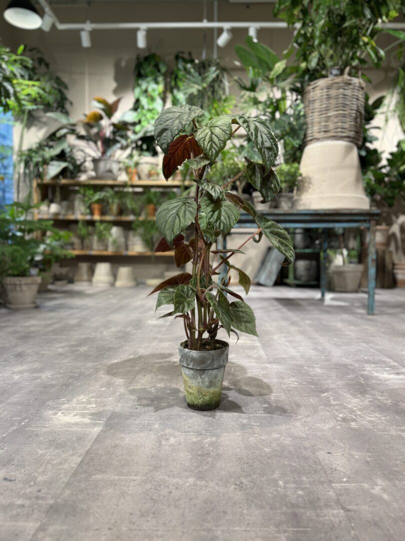 Oldemor Begonia - Happyflower.dk