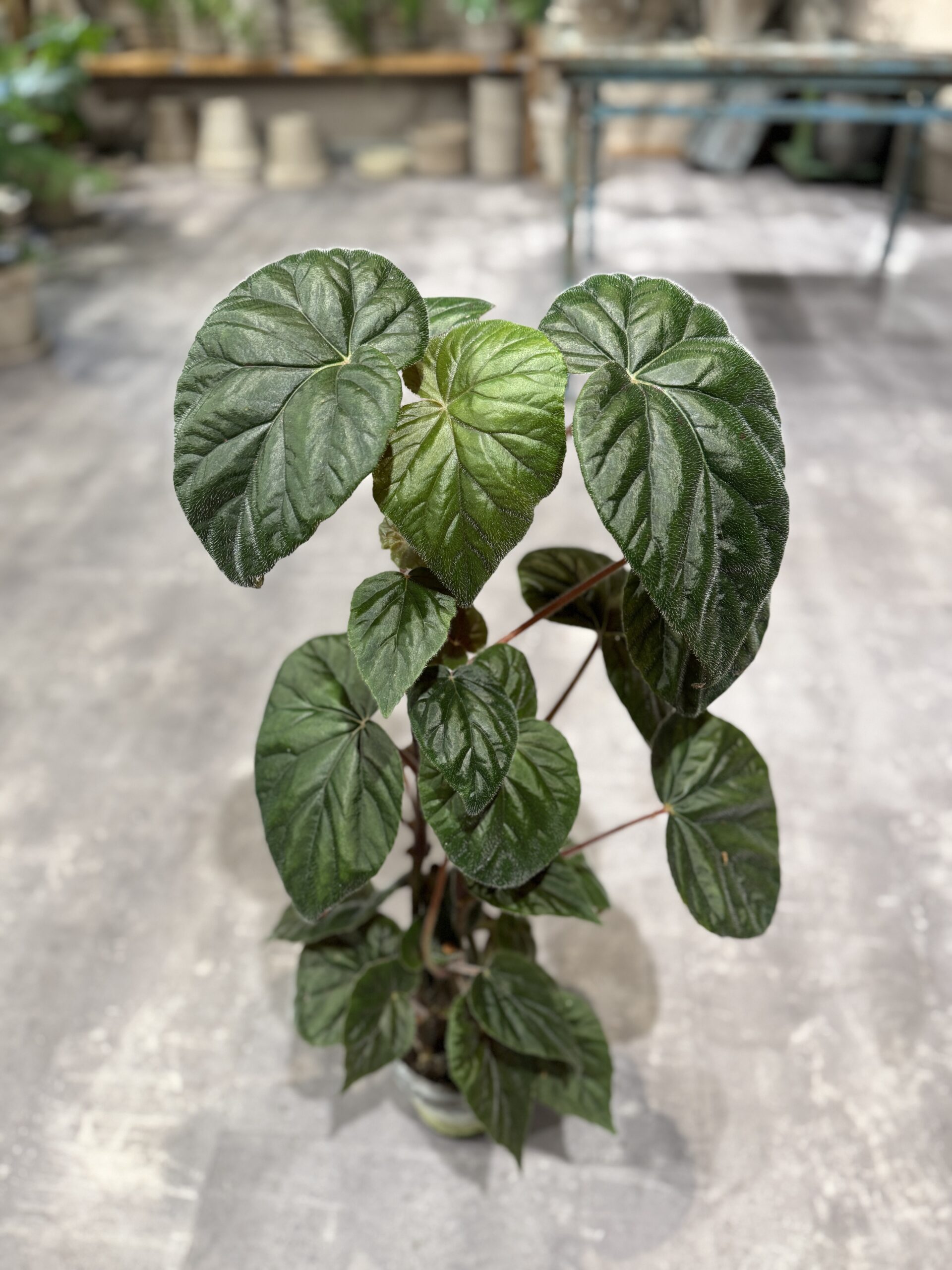 Oldemor-Begonia-Stueplanter-billigt-Happyflower.dk_-scaled