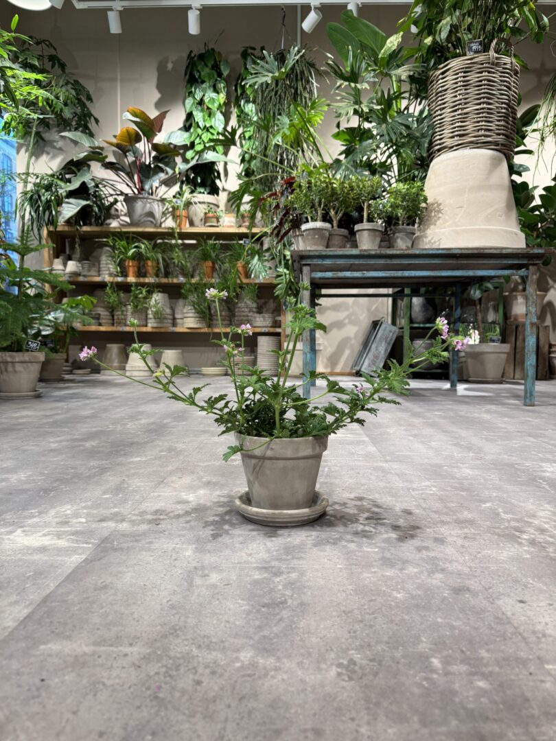 Rosengeranium - Happyflower-dk