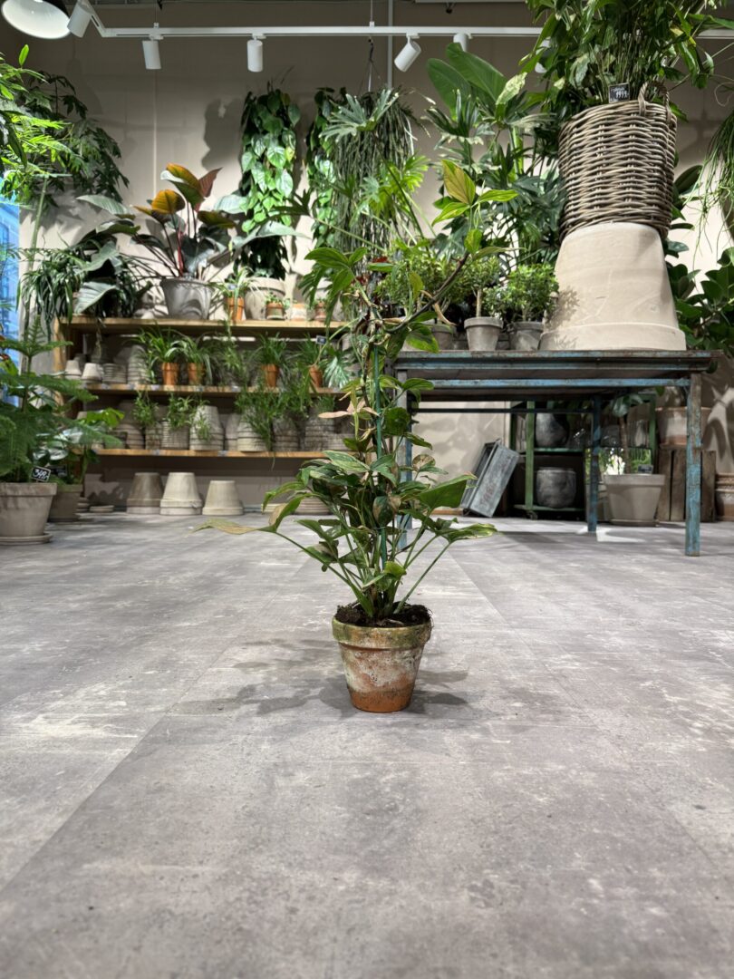 Syngonium - Happyflower-dk