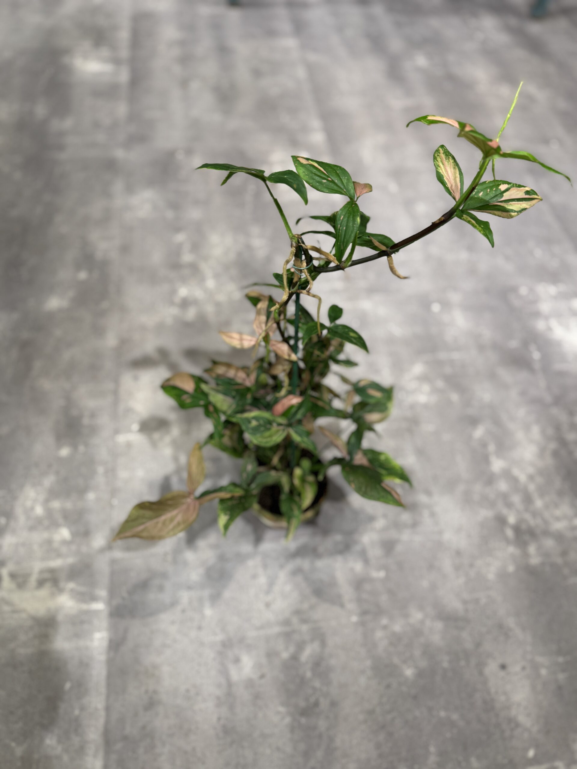 Syngonium - Stueplanter billigt - Happyflower-dk