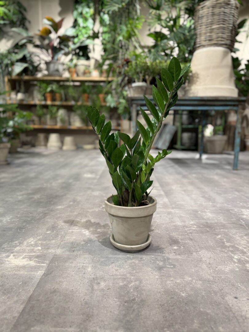 Zamia Kulkas - Happyflower-dk