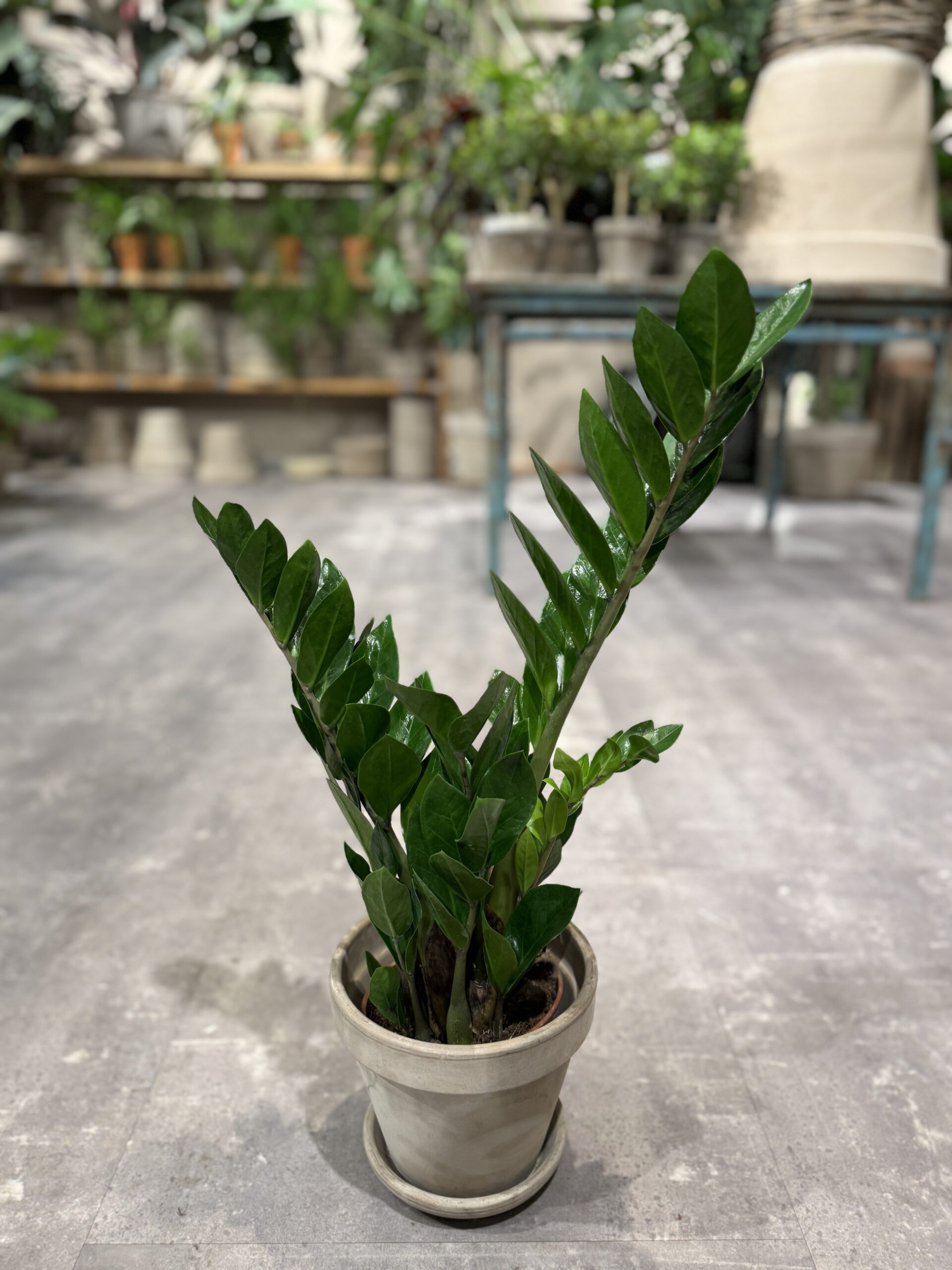 Zamia Kulkas - Stueplanter billigt - Happyflower-dk