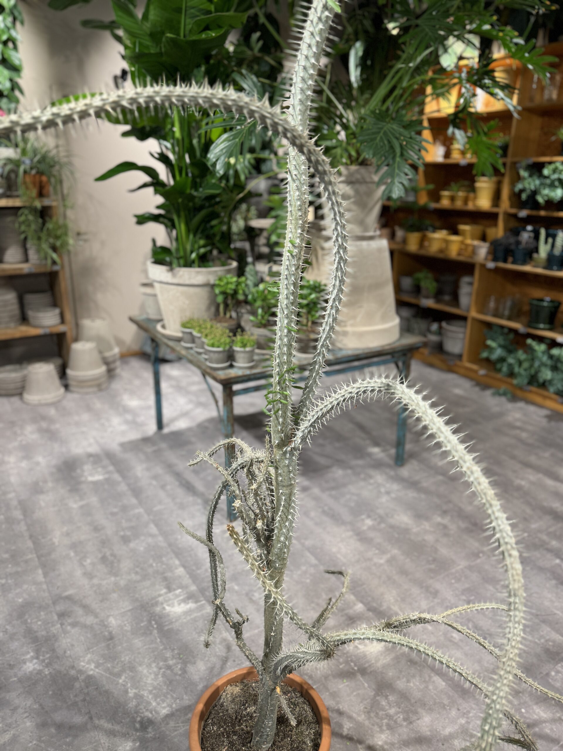 Alluaudia - Blad - Happyflower-dk