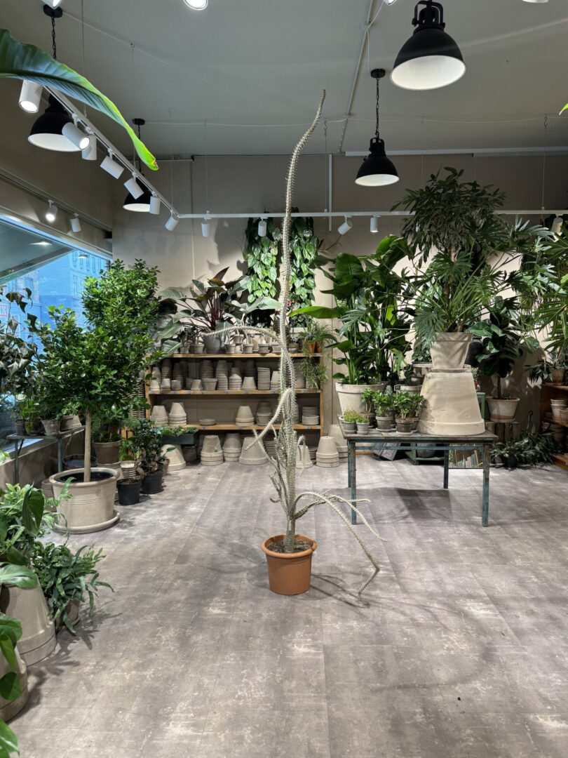 Alluaudia - Happyflower-dk