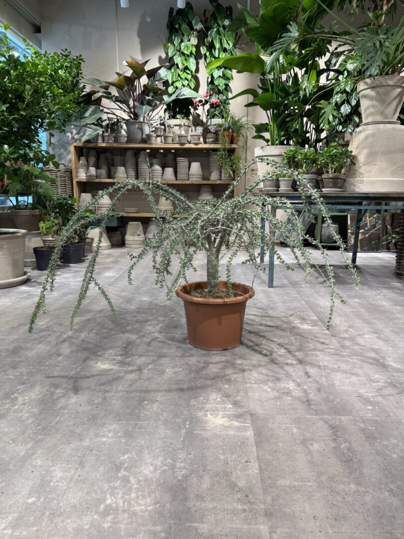 Alluaudia Humbertii - Happyflower-dk