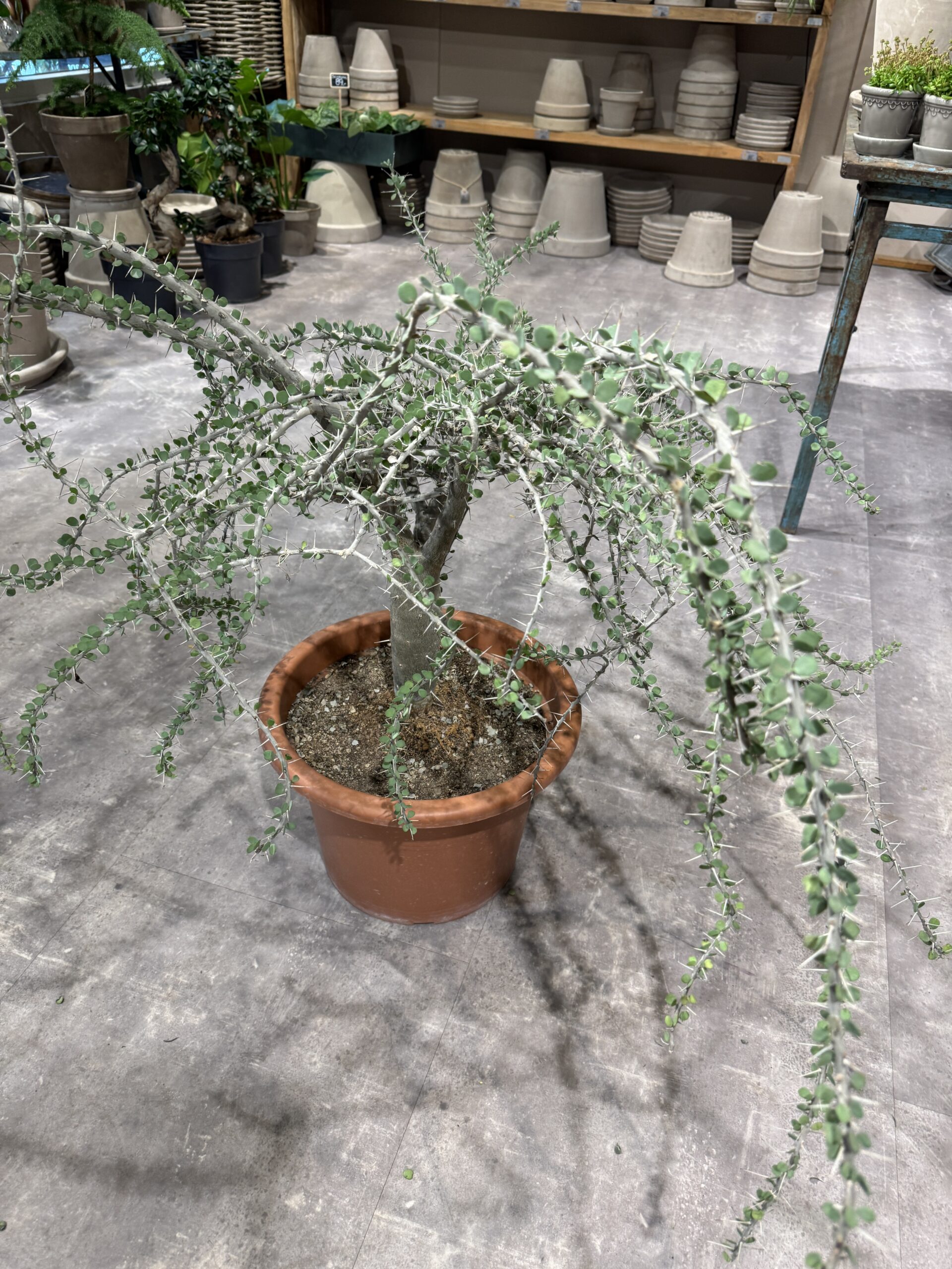 Alluaudia Humbertii - Stueplante - Happyflower-dk