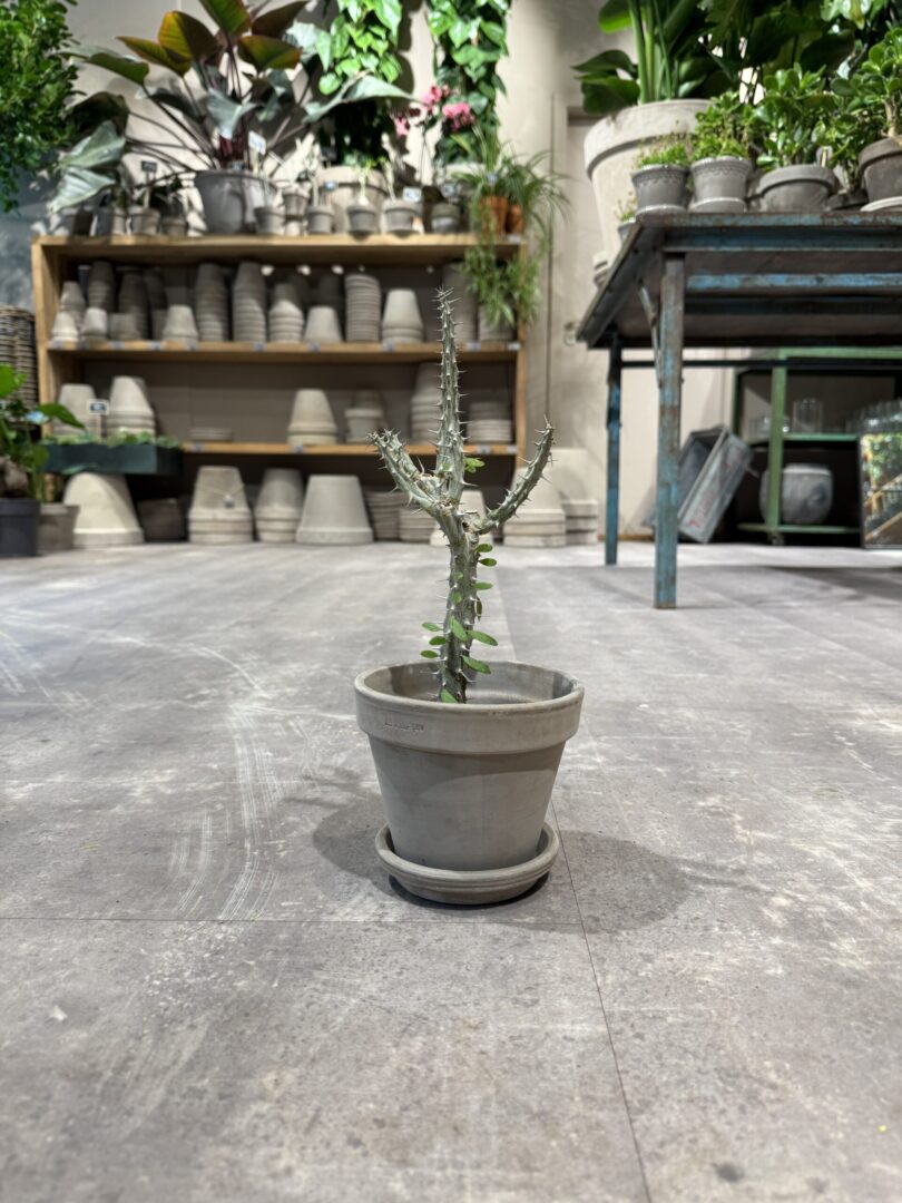 Alluaudia Procera - Happyflower-dk