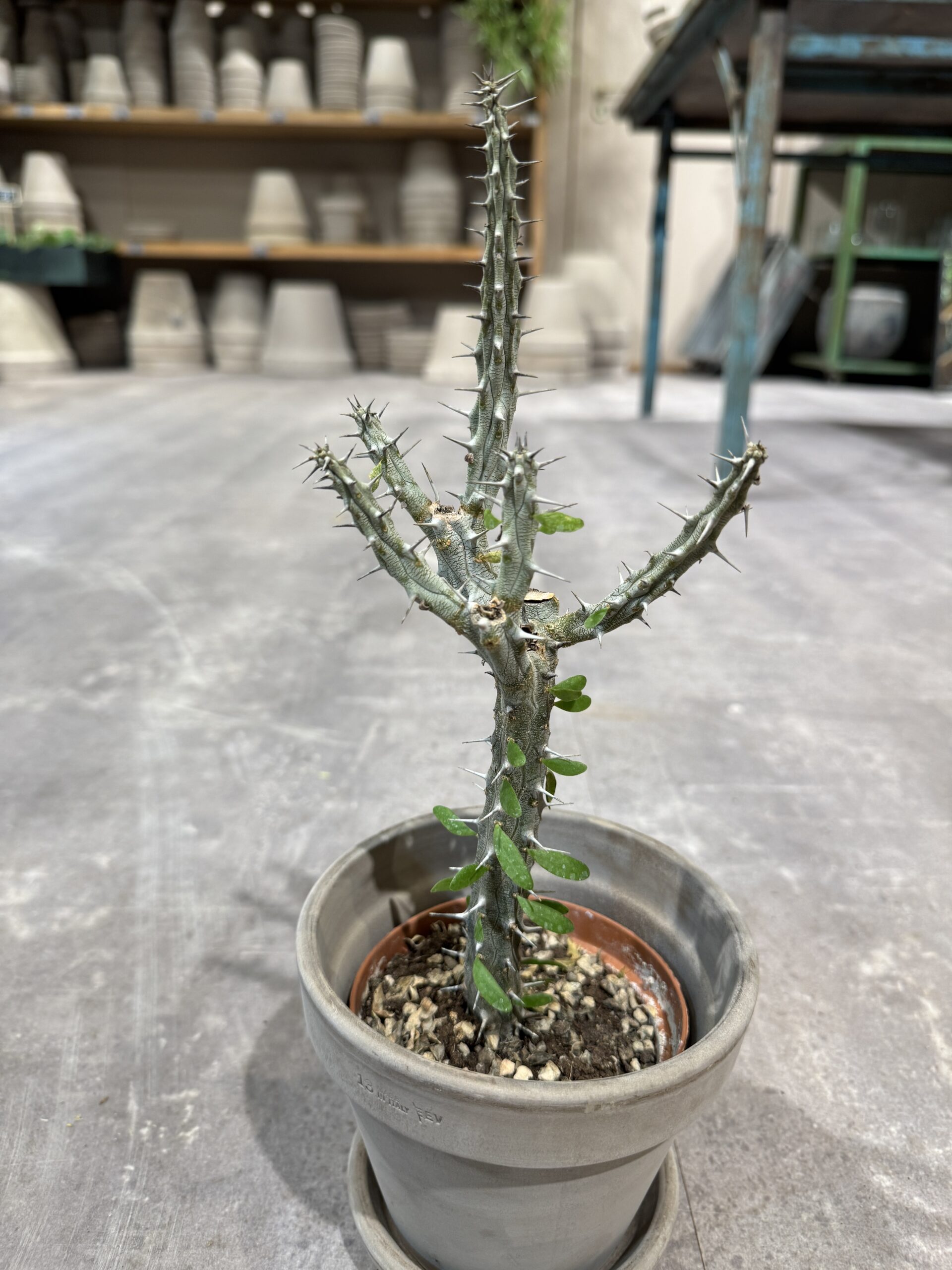 Alluaudia Procera - Stueplante -Happyflower-dk