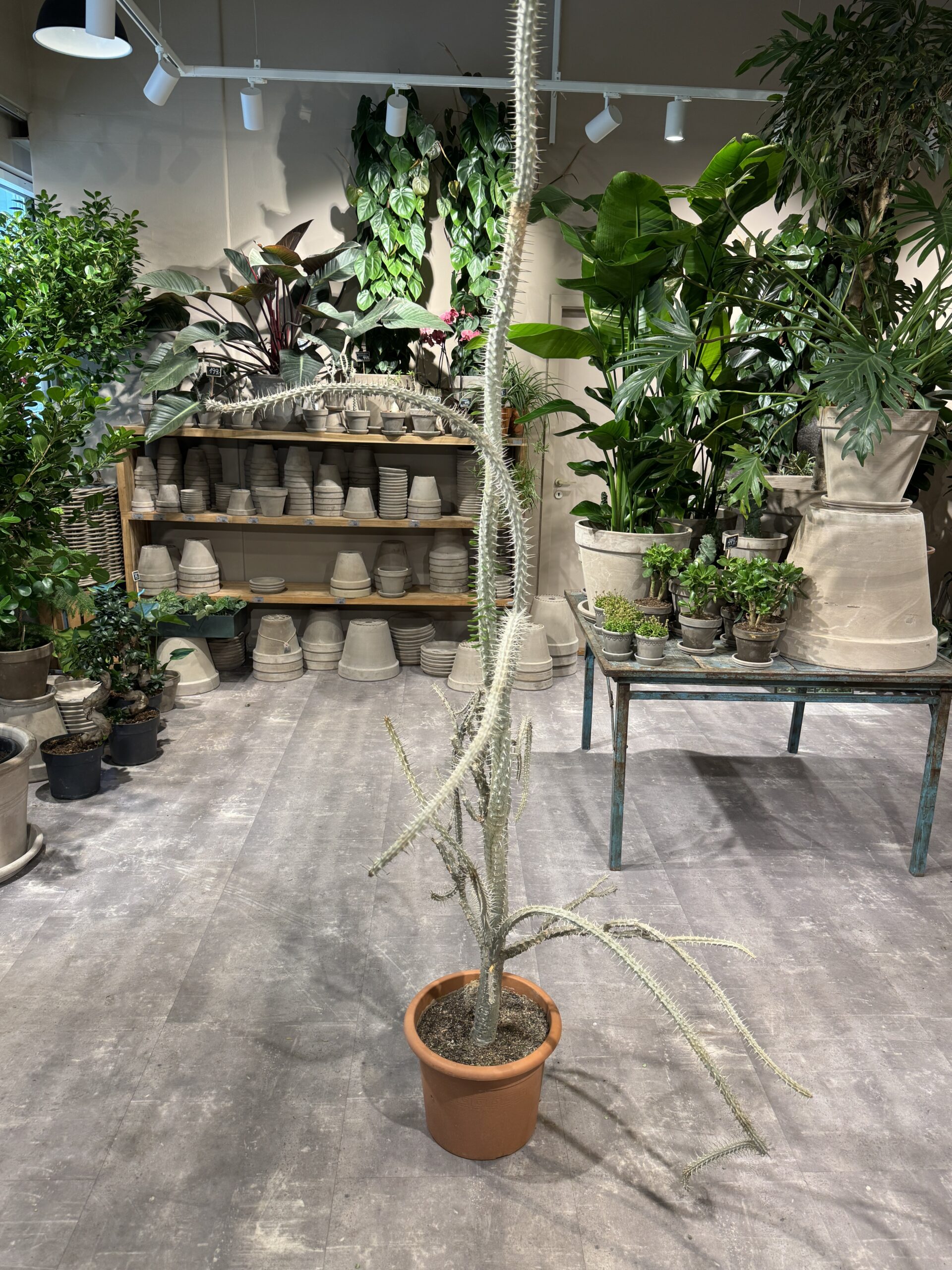 Alluaudia - Store stueplanter - Happyflower-dk