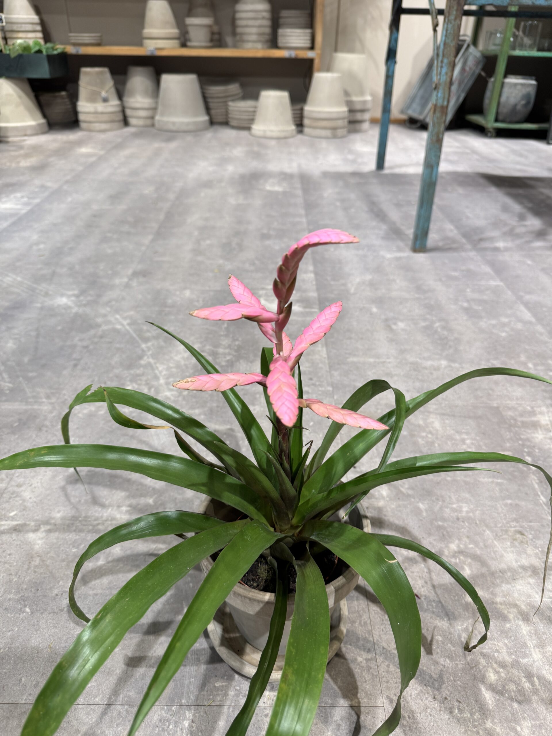 Bromelia - Blomst - Happyflower-dk