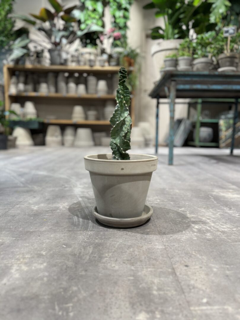 Cereus Jamacaru Spiralis - Happyflower-dk