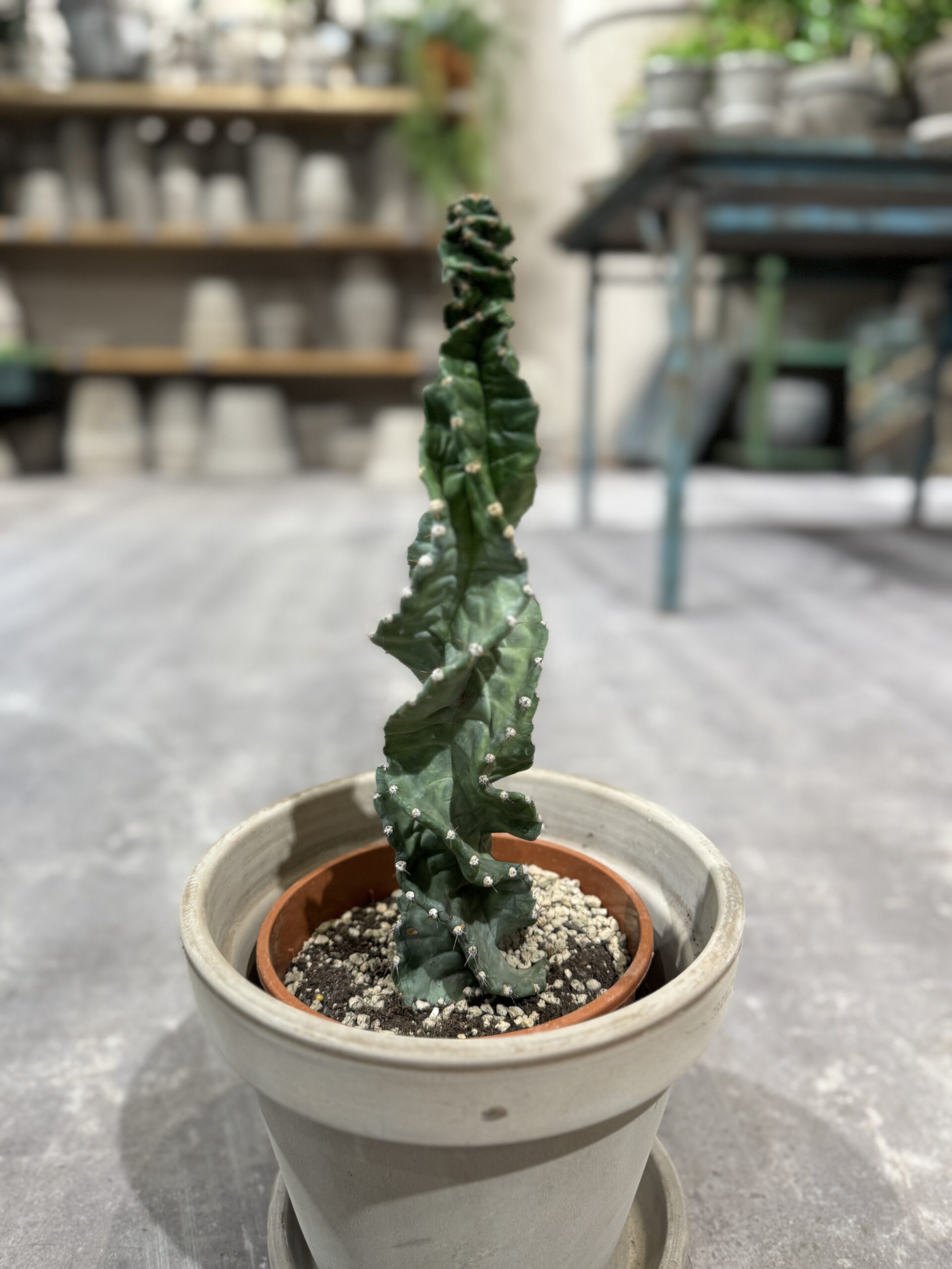 Cereus Jamacaru Spiralis - stueplante - Happyflower-dk