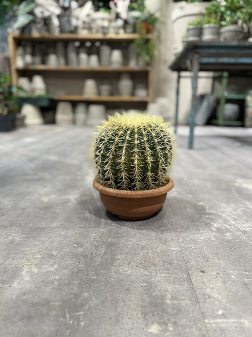 Echinocactus Grusonii - Guldkugle - Happyflower-dk