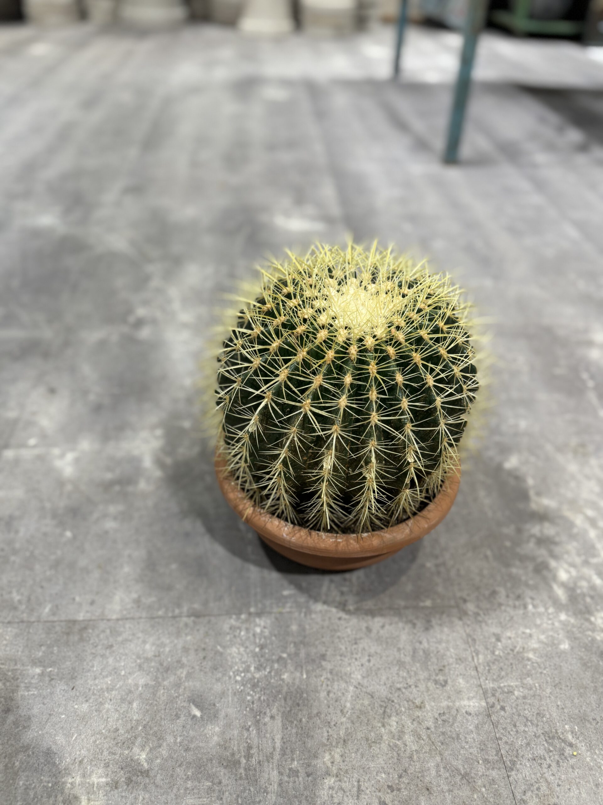 Echinocactus Grusonii - Happyflower-dk