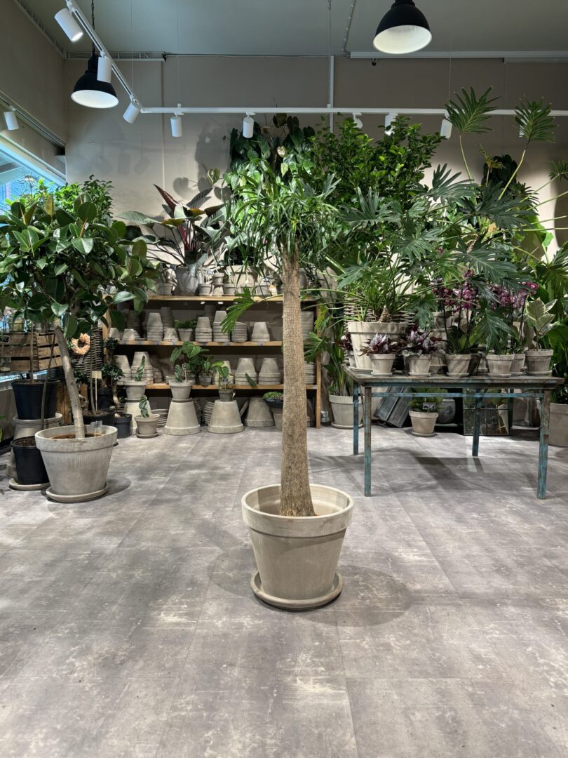 Elefantfod (Beaucarnea) - Happyflower-dk