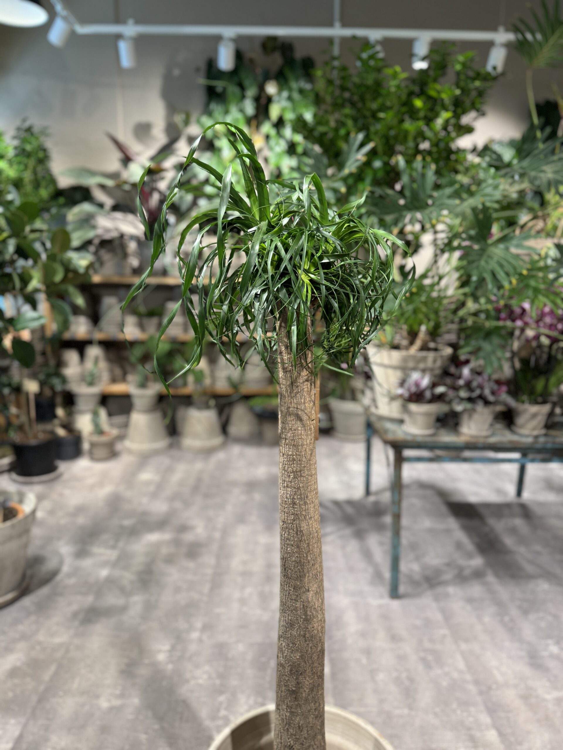 Elefantfod (Beaucarnea) - Krone - Happyflower-dk