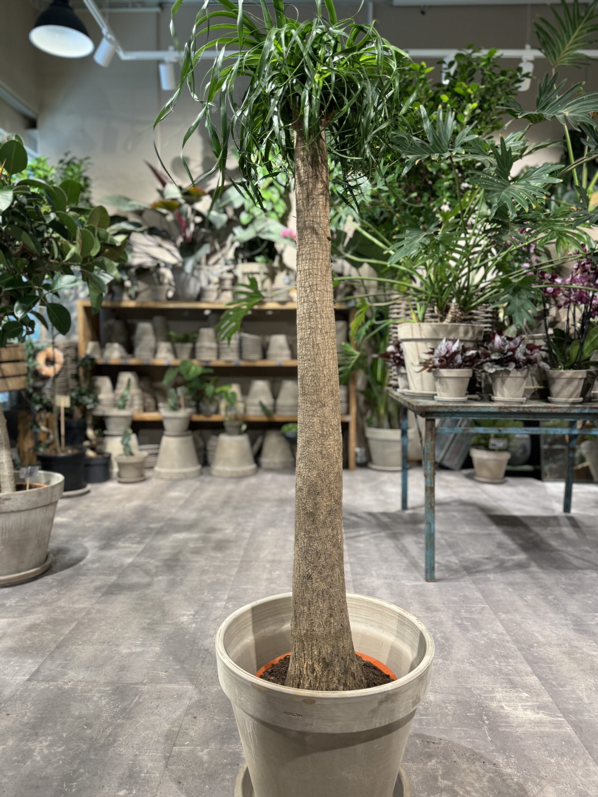 Elefantfod (Beaucarnea) - Stamme - Happyflower-dk