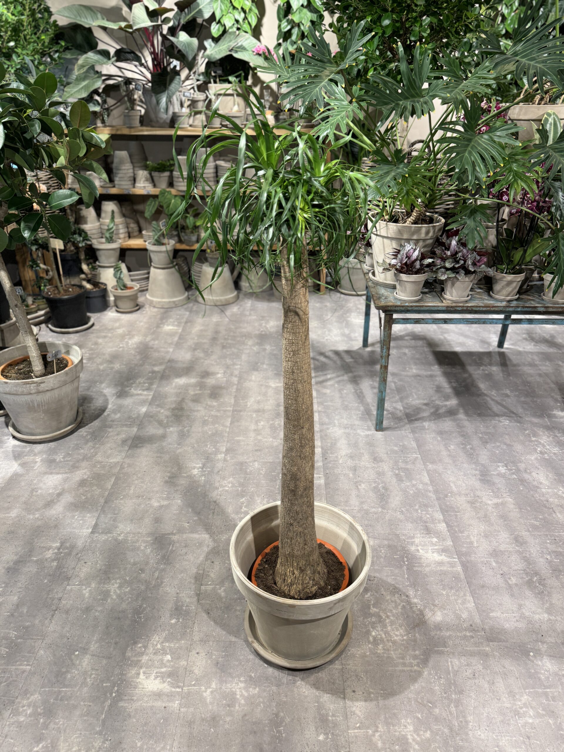 Elefantfod (Beaucarnea) - Stor stueplante - Happyflower-dk