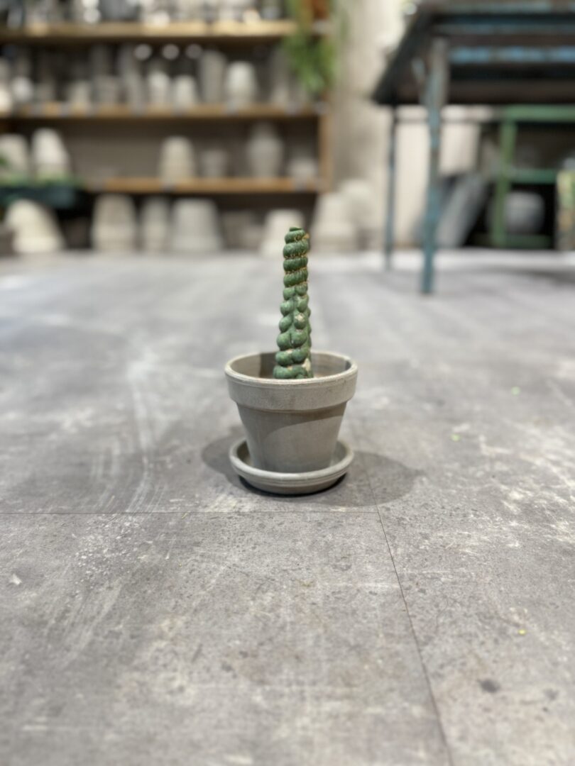 Eulychina Castanea Spiralis - Happyflower-dk