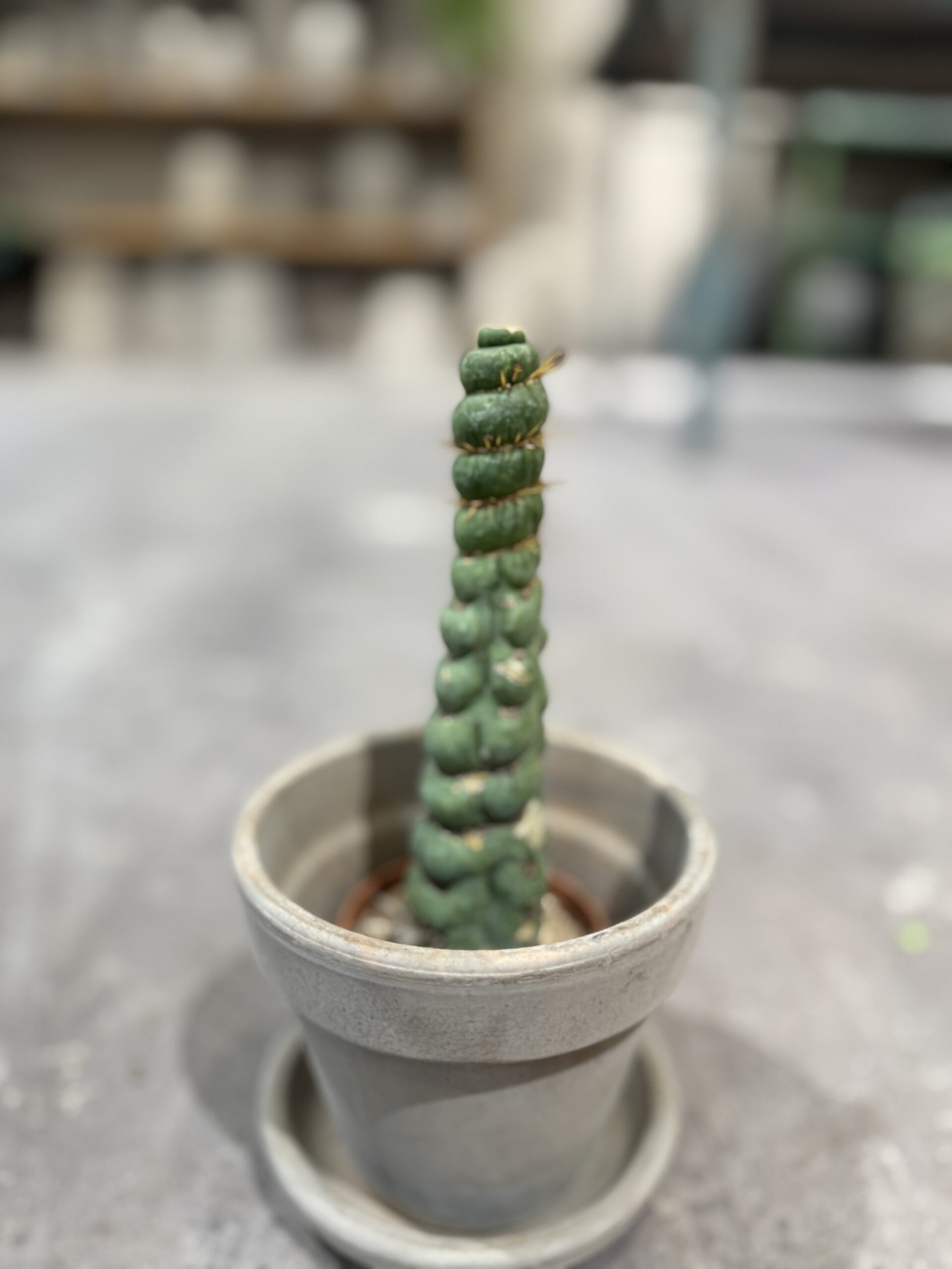 Eulychina Castanea Spiralis grøn - Happyflower-dk