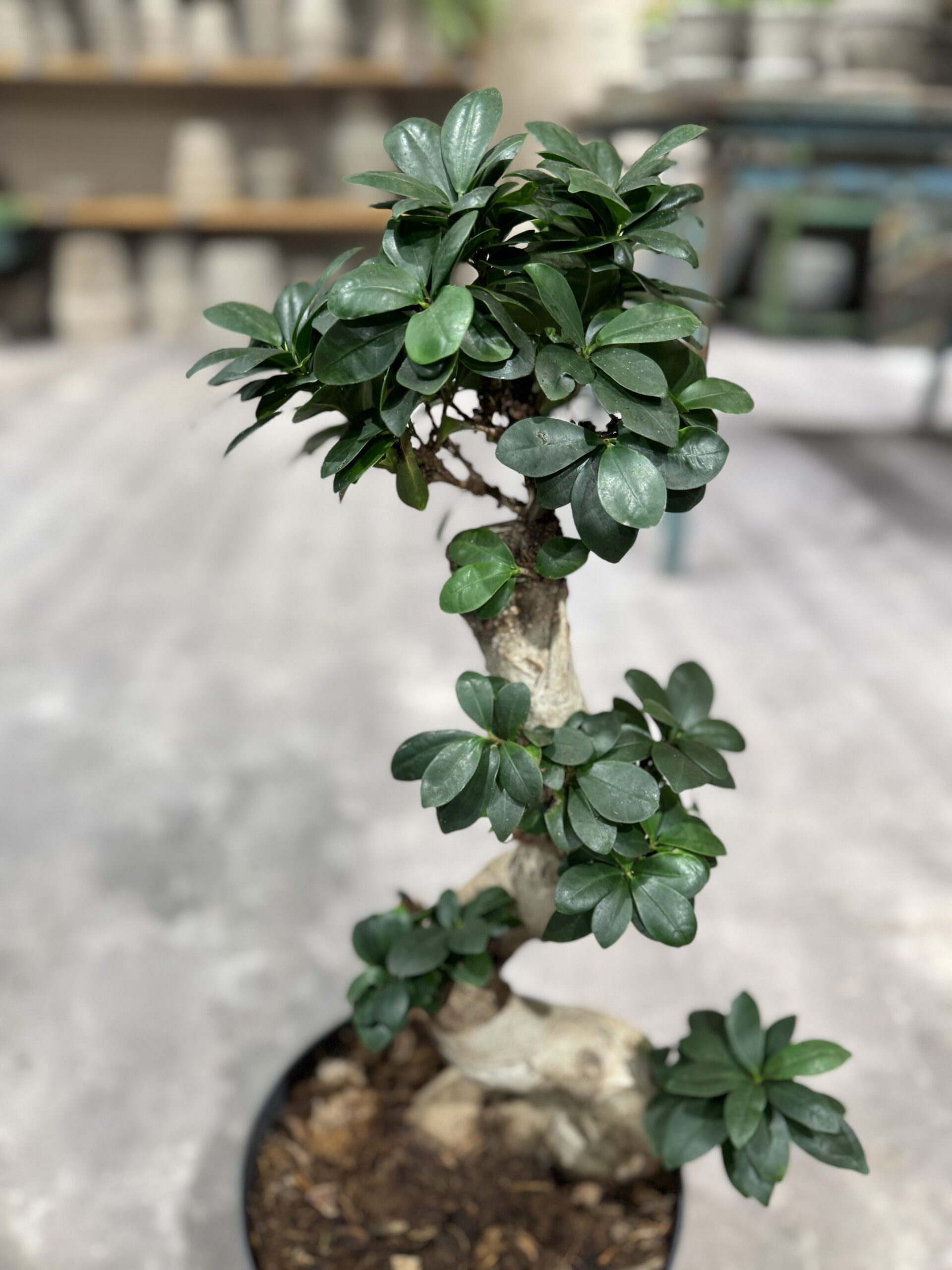 Ficus Ginseng - Blad - Happyflower-dk