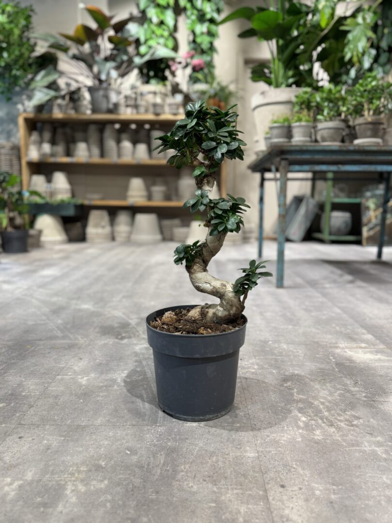 Ficus Ginseng - Stueplante - Happyflower-dk