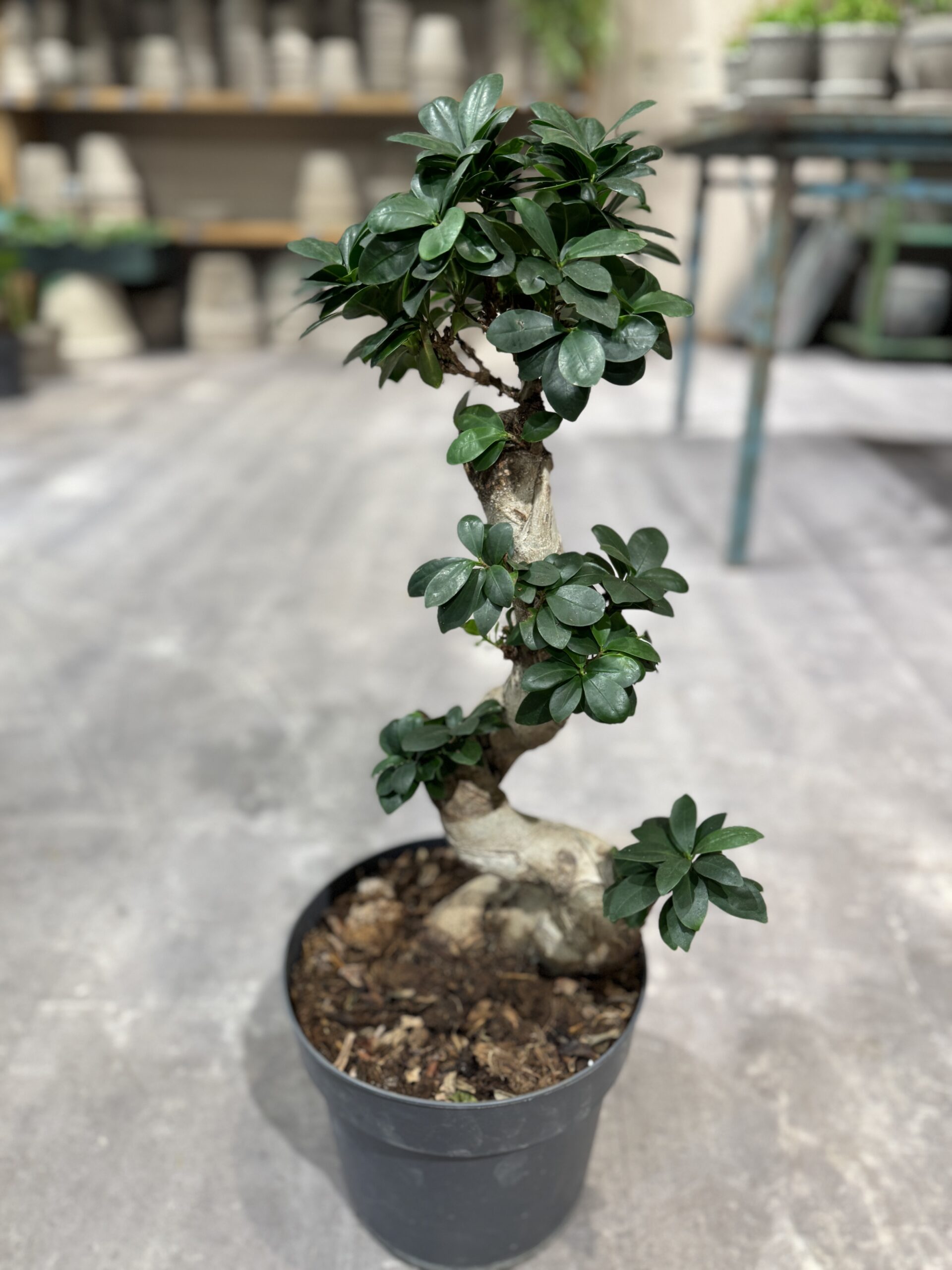 Ficus Ginseng - stamme - Happyflower-dk
