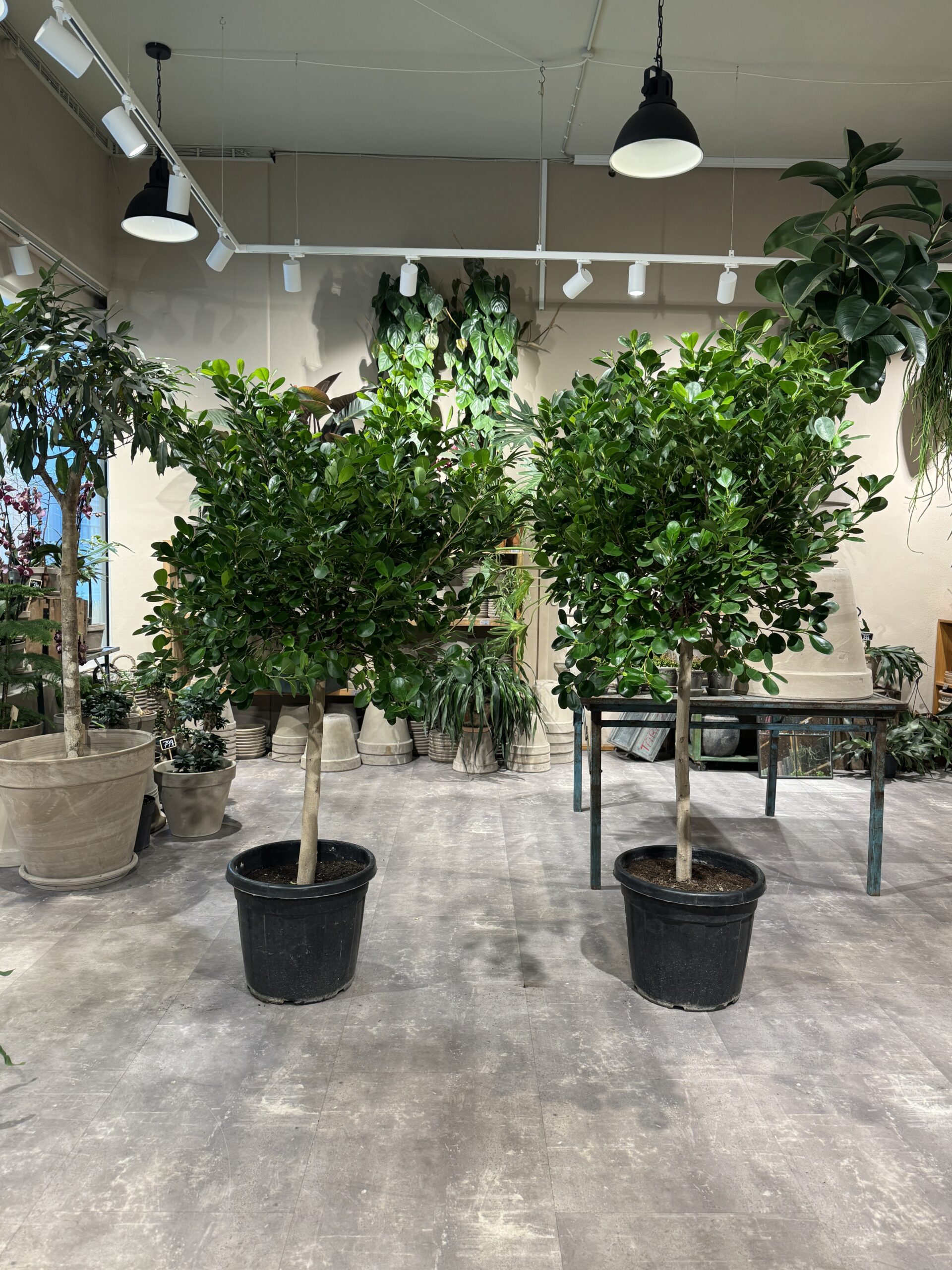 Ficus Microparca - Happyflower-dk