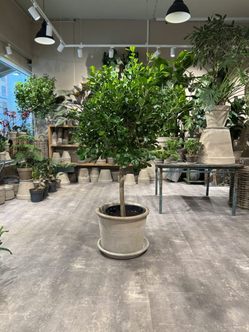 Ficus Microparca - Stueplanter billigt - Happyflower-dk