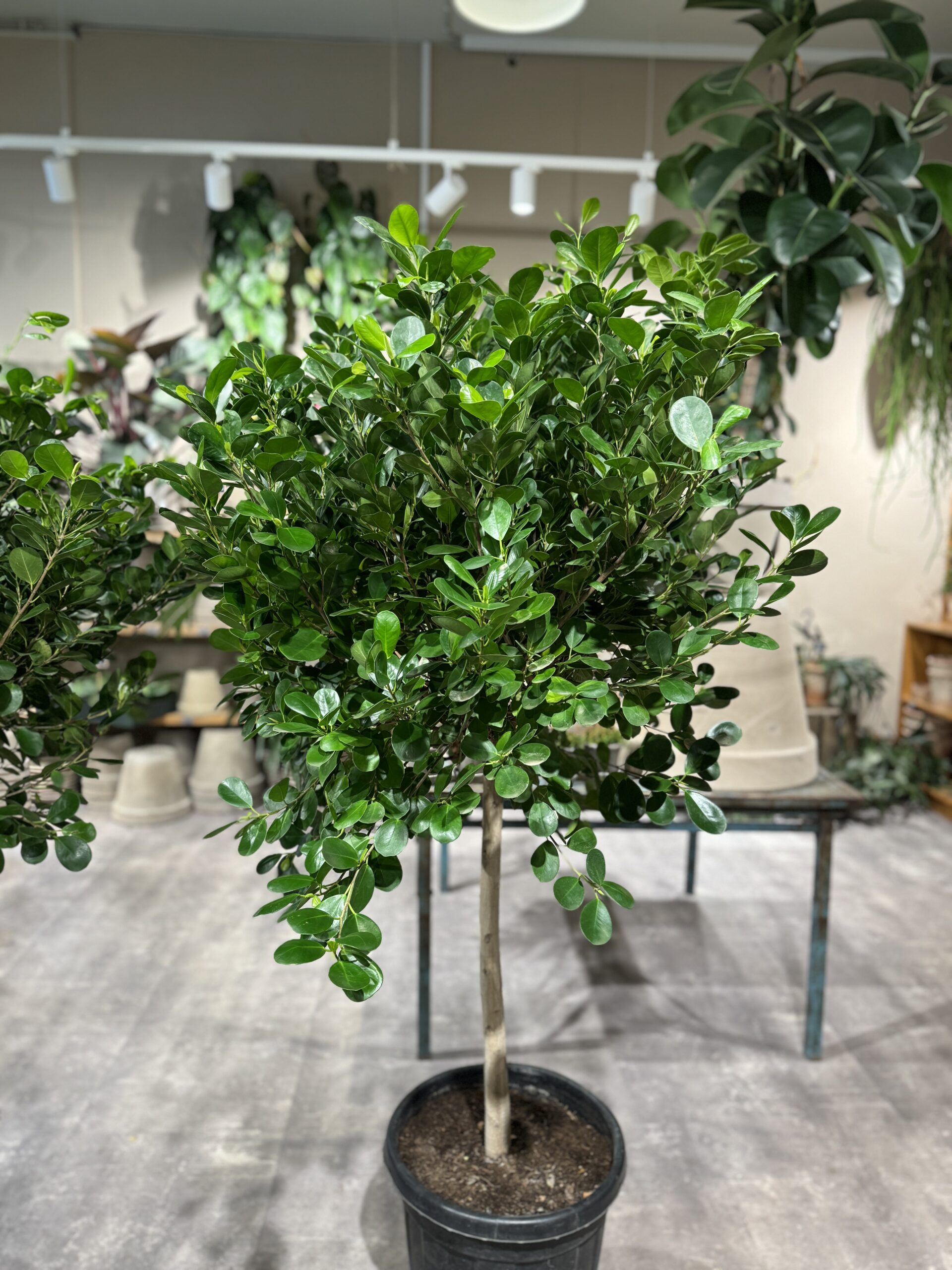 Ficus-Microparca-krone-Happyflower-dk-scaled