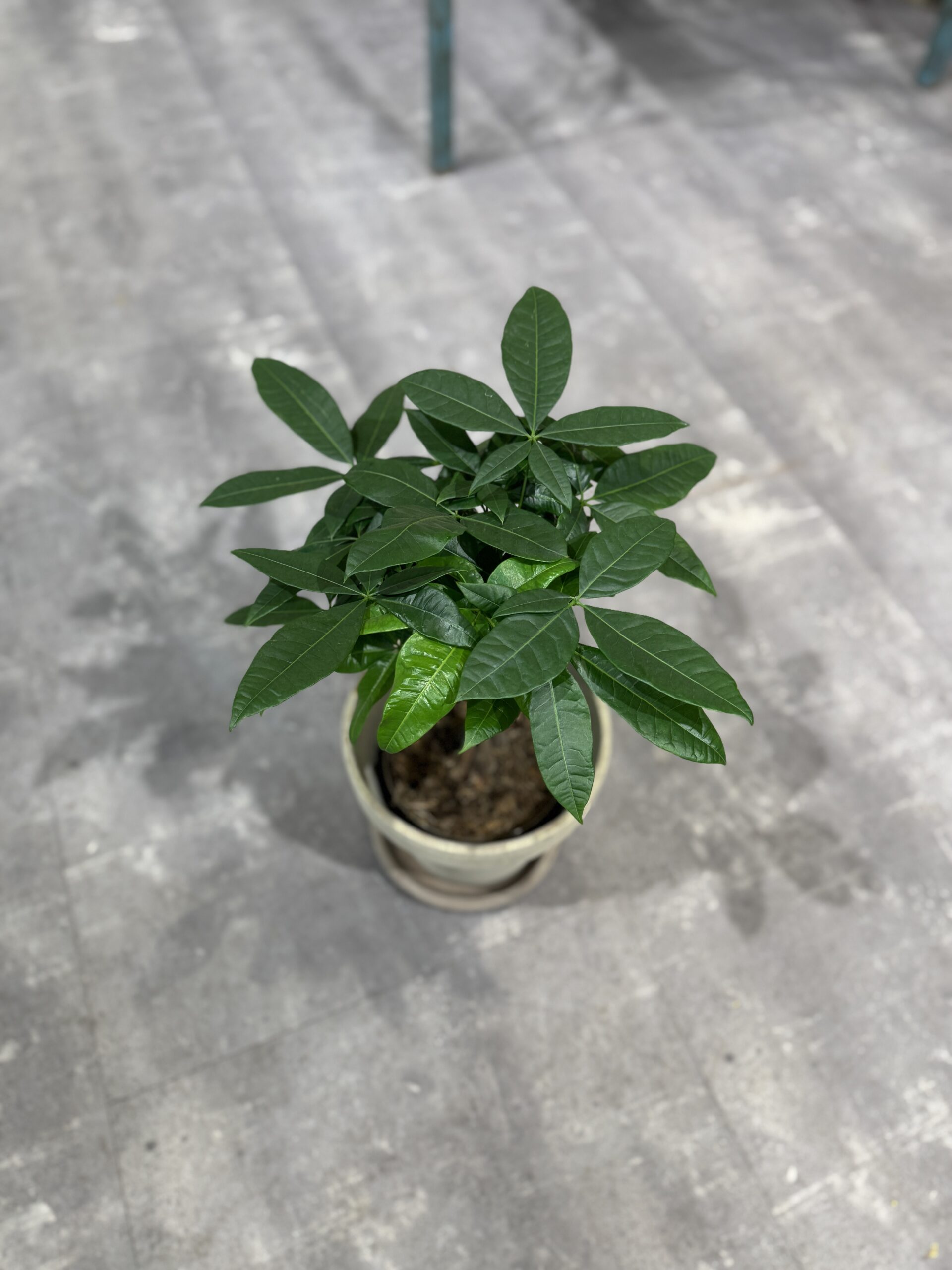 Lykkekastanje - Blad - Happyflower-dk