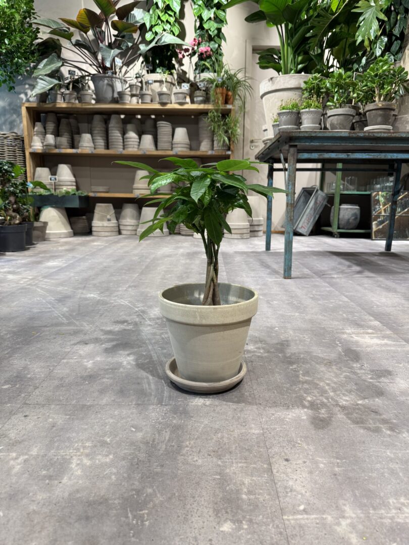 Lykkekastanje - Happyflower-dk