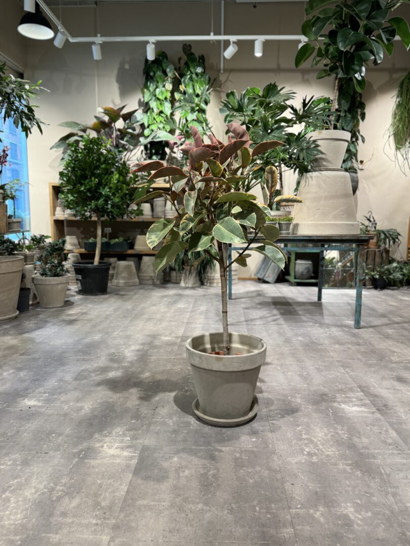 Opstammet Ficus Belize - Happyflower-dk