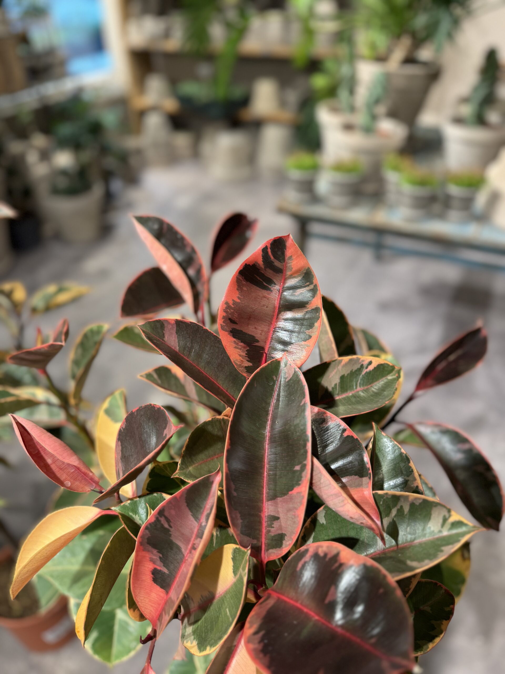 Opstammet Ficus Belize blade - Happyflower-dk