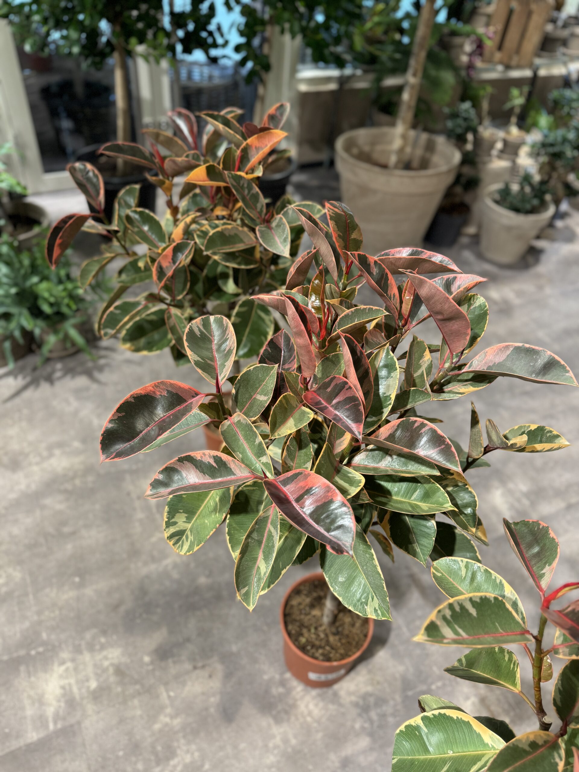 Opstammet Ficus Belize krone - Happyflower-dk