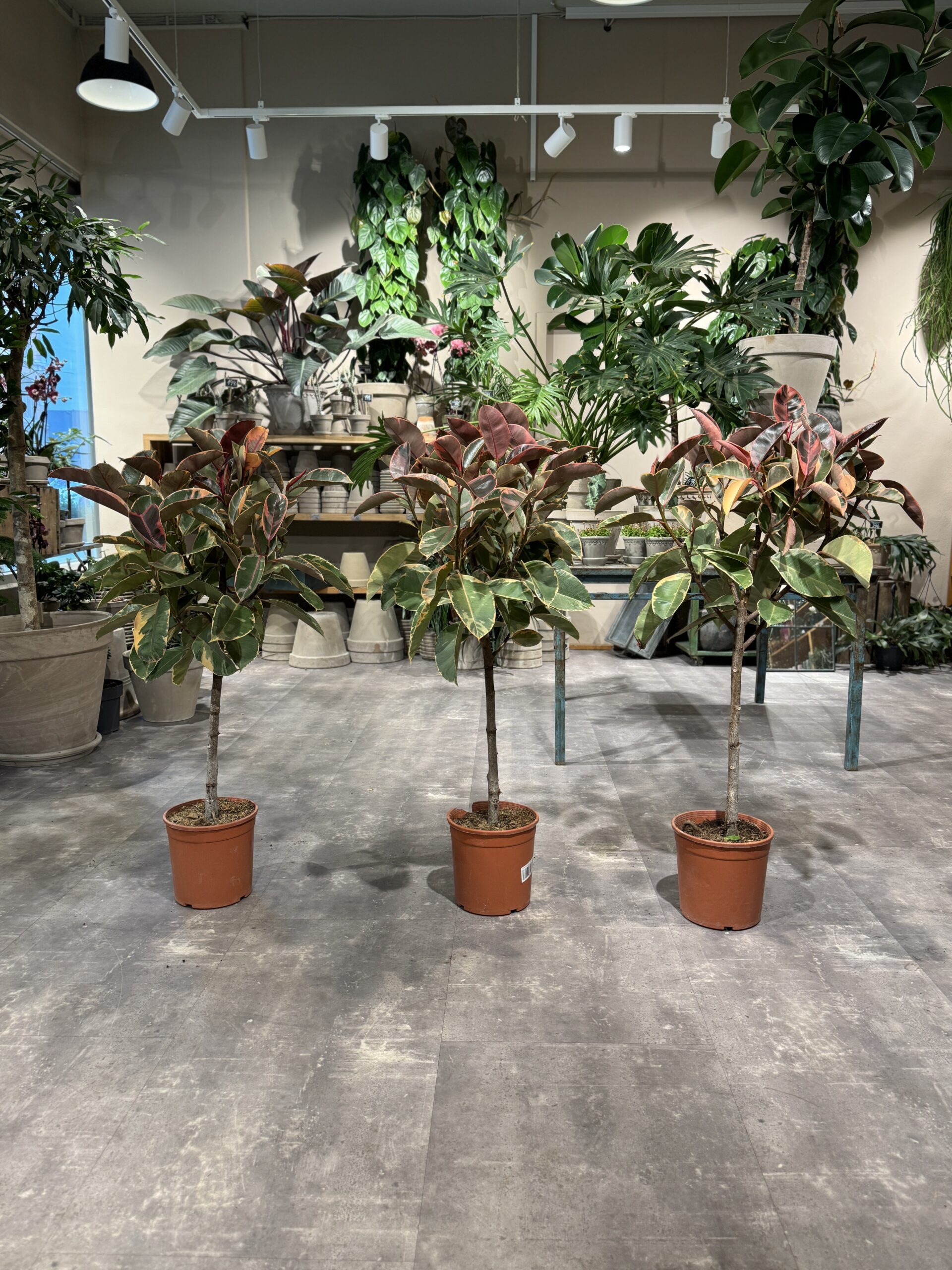 Opstammet Ficus Belize planter - Happyflower-dk