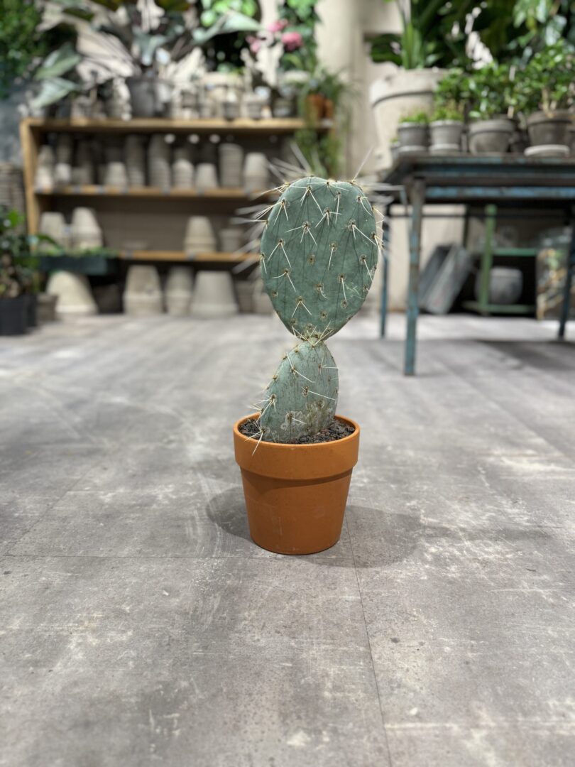 Opuntia Maxima - Happyflower-dk