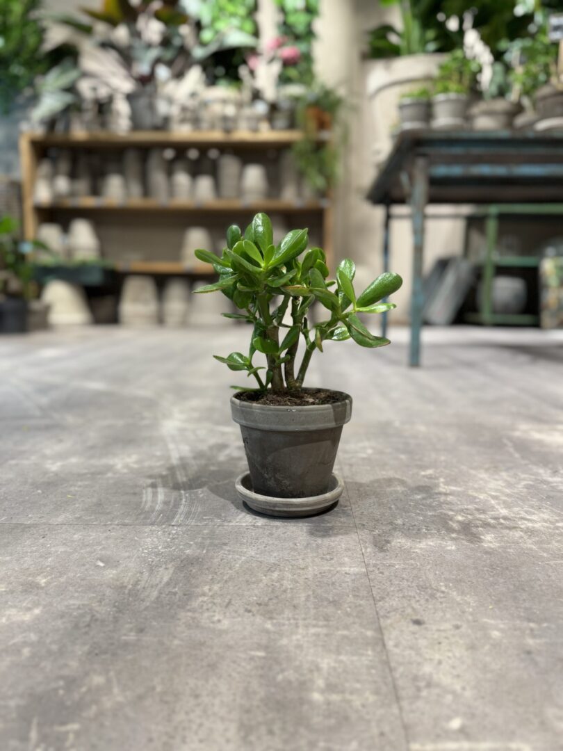 Paradistræ - Happyflower-dk