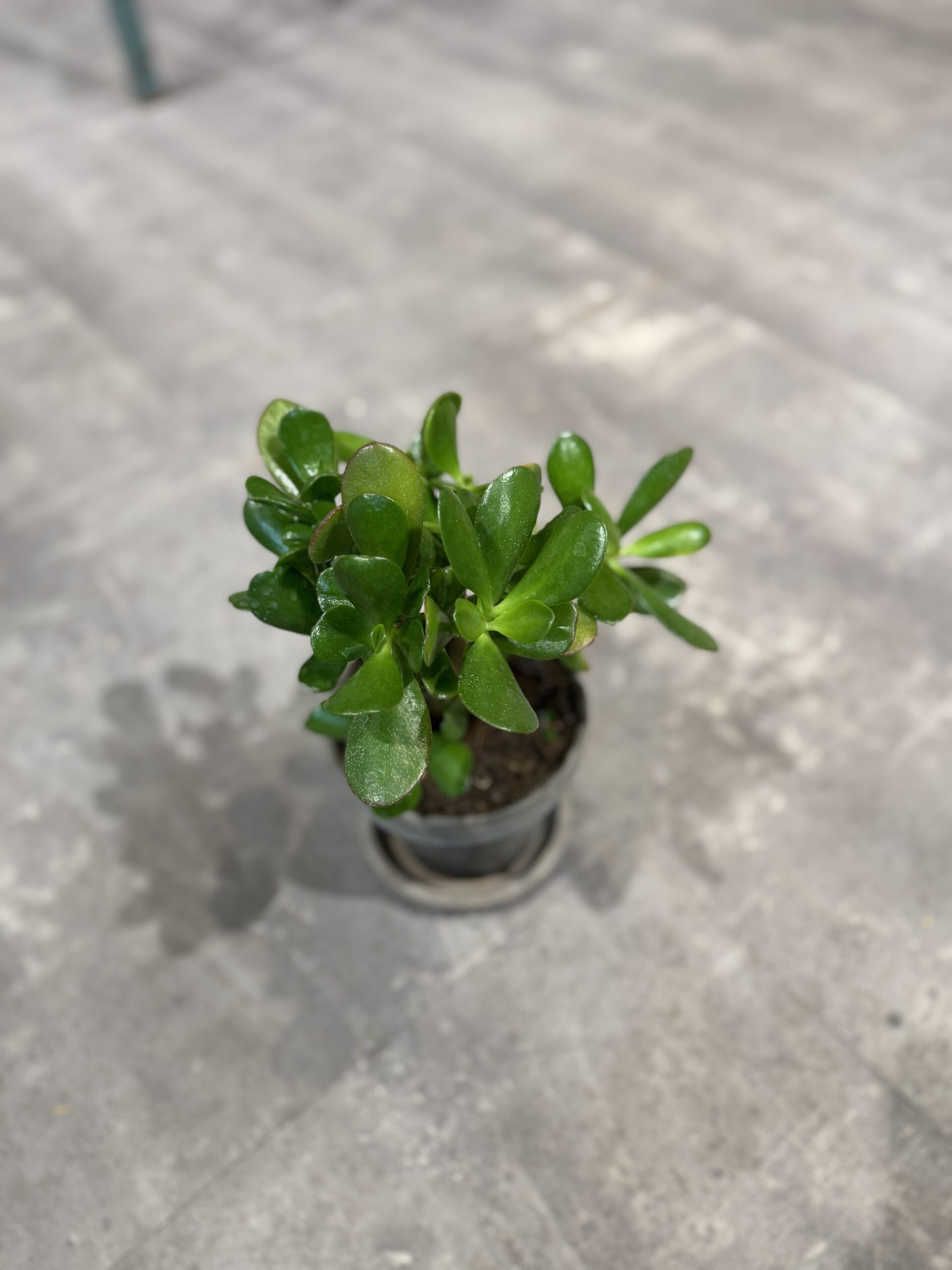 Paradistræ blomst - Happyflower-dk