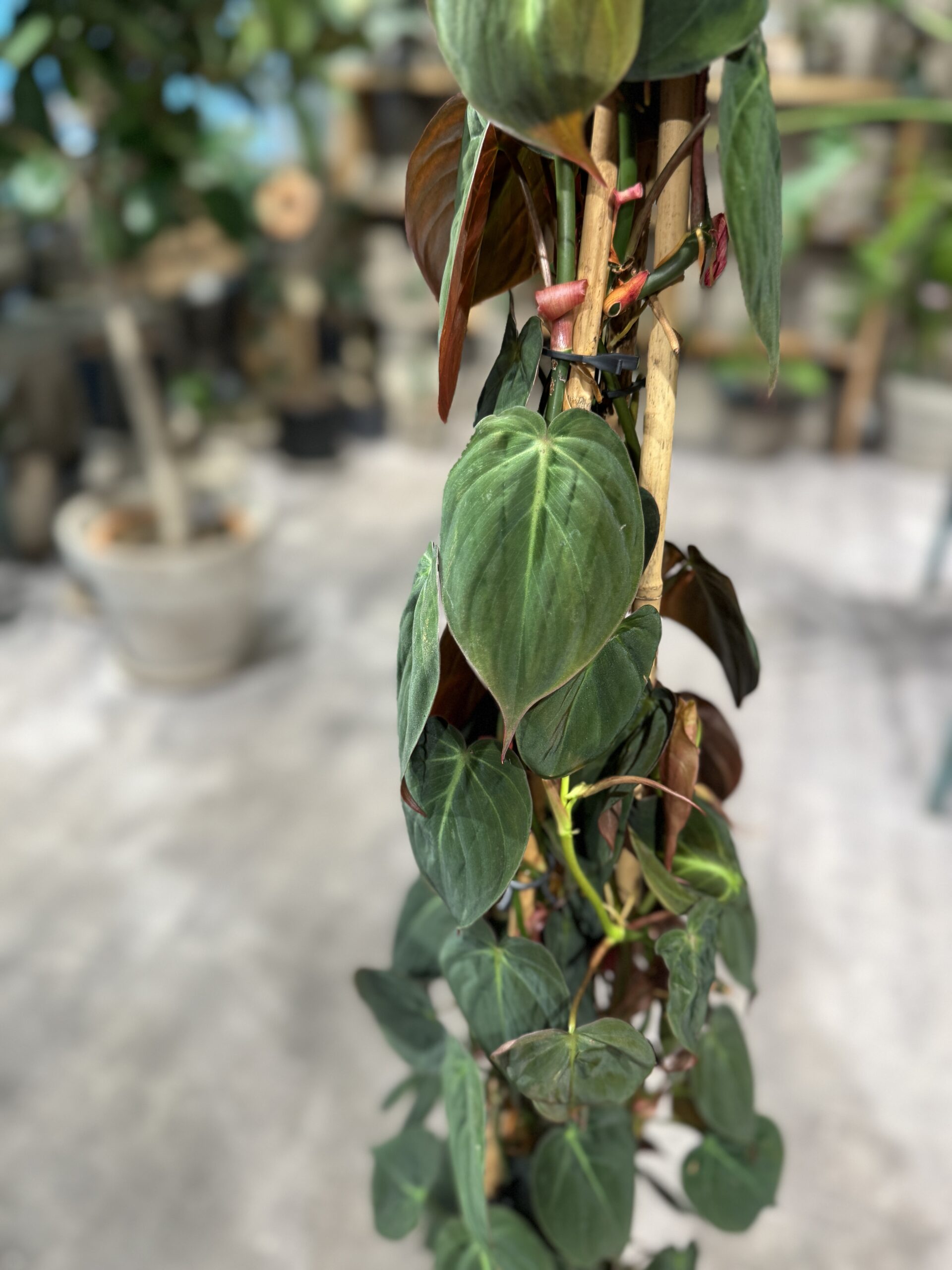 Philodendron Micans - Blad - Happyflower-dk