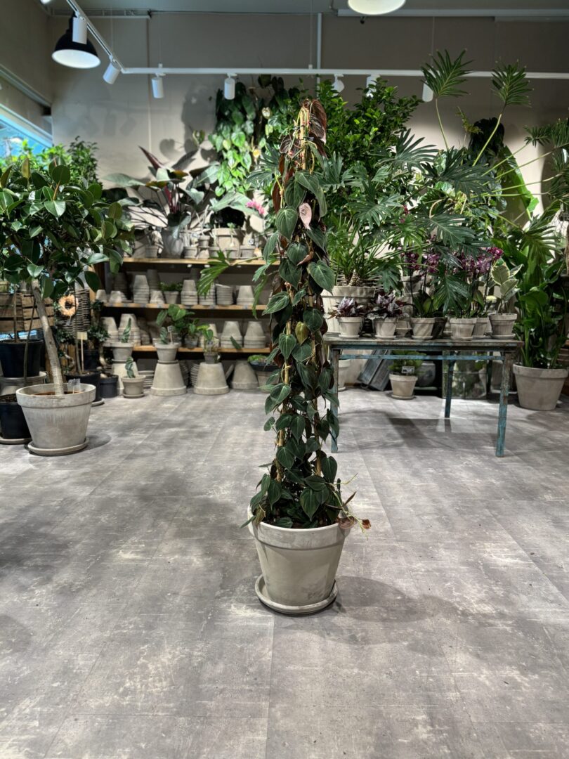 Philodendron Micans - Happyflower-dk