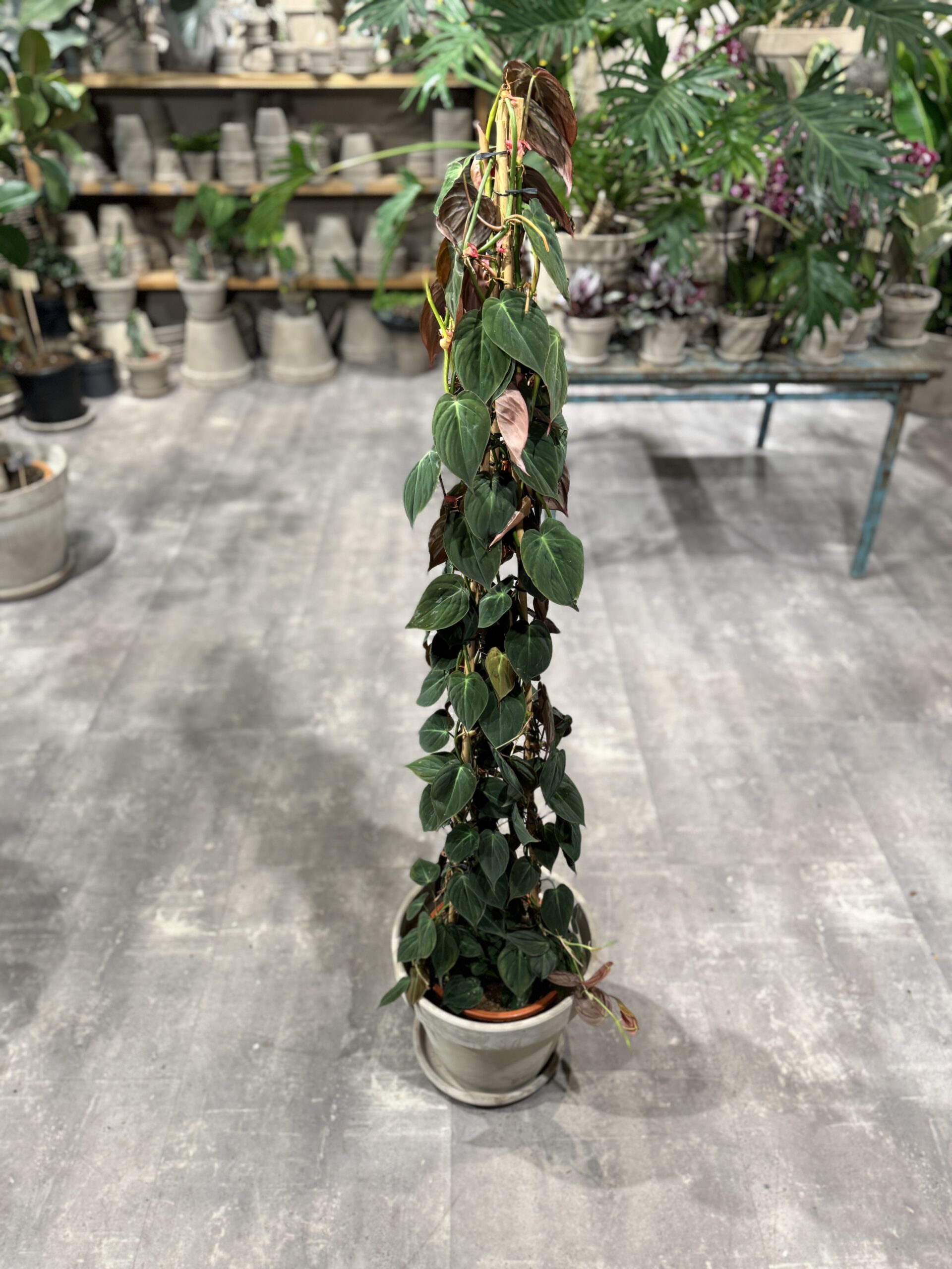 Philodendron Micans - Philodendron planter - Happyflower-dk