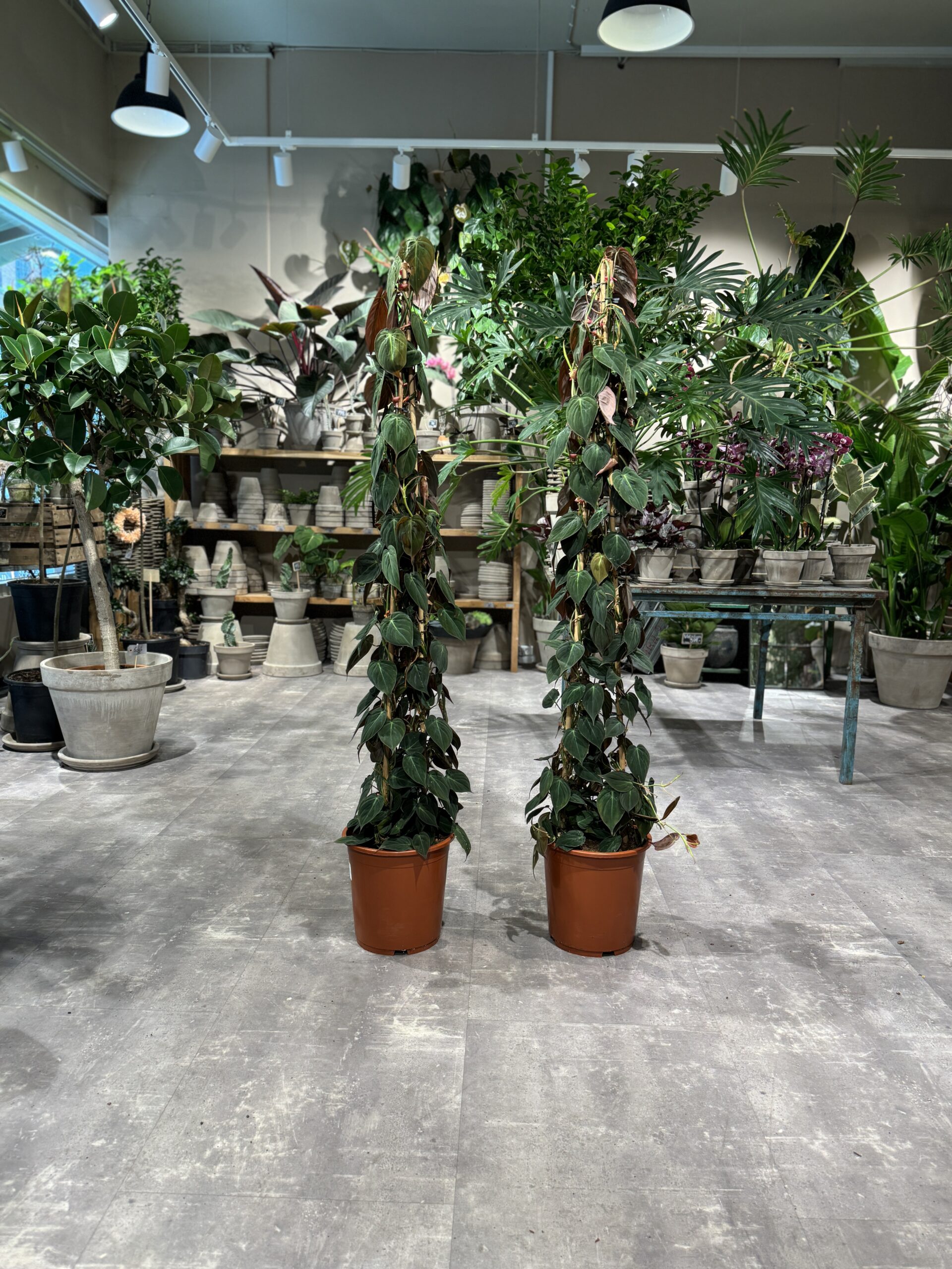 Philodendron Micans planter - Happyflower-dk