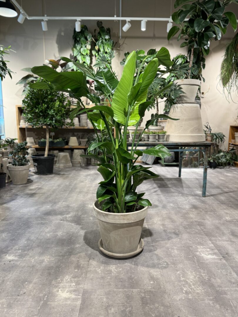 Strelitzia Nicolai 160-180 cm. - Happyflower-dk